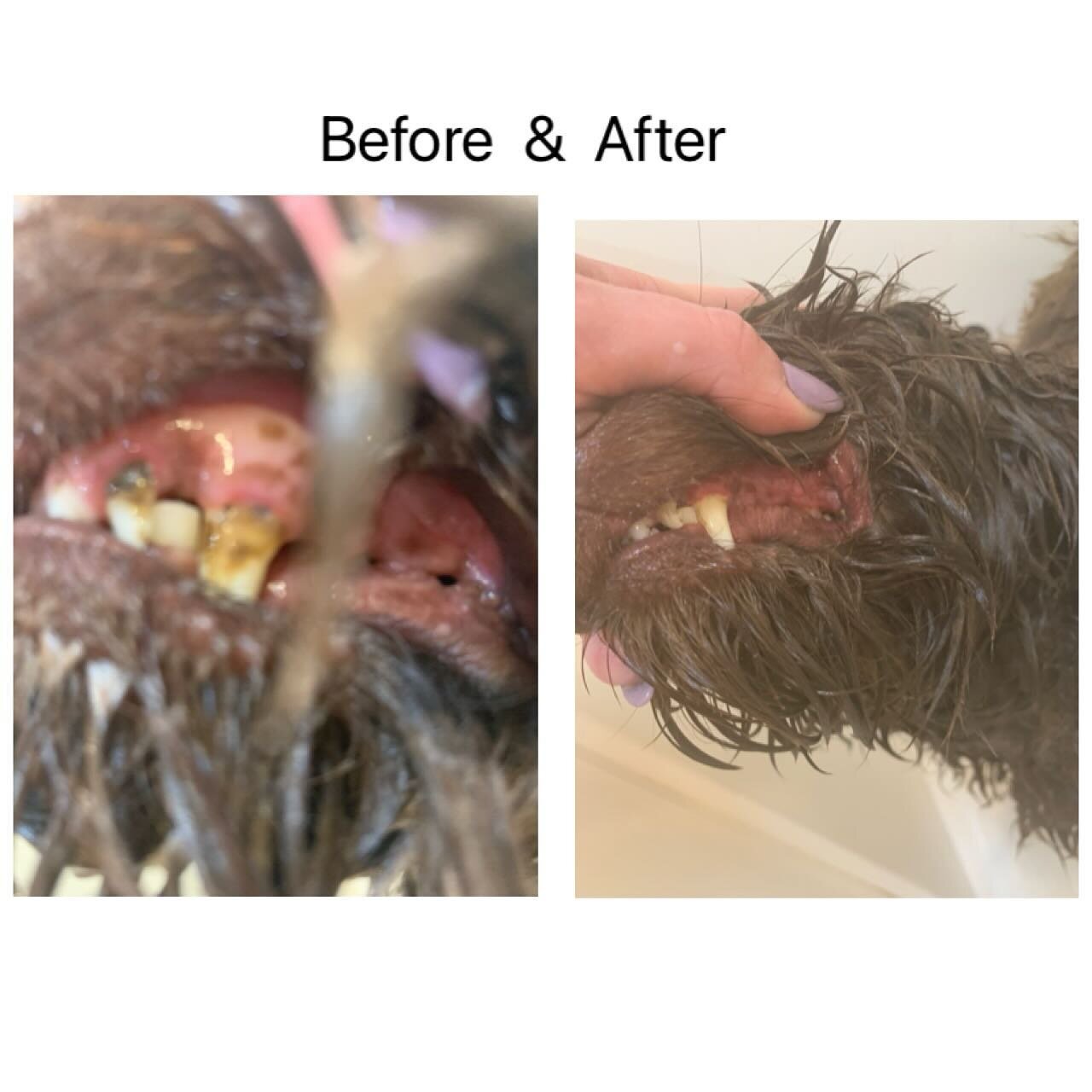 🦷🪥February is #petdentalhealthmonth🪥🦷We offer ultrasound cleaning, highly effective &amp; tolerated as no sound or vibration. Prevent a large vet bill ⭐️#petdentalmonth #petdentalhealth #dogdentalcleaning #pethealth #doghealth #holisticdoghealth 