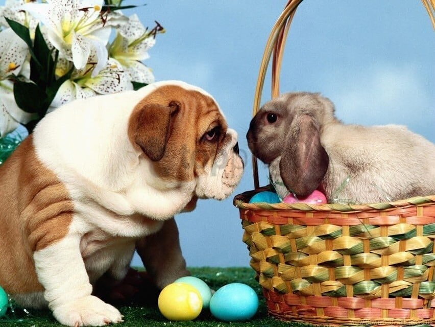 Hope everyone has a relaxing Easter weekend. We are closed and re-open on Tuesday 🐣🐰#easterweekend #familytime💕 #fearlessfurdoggrooming #themobileholisticdoggroomer