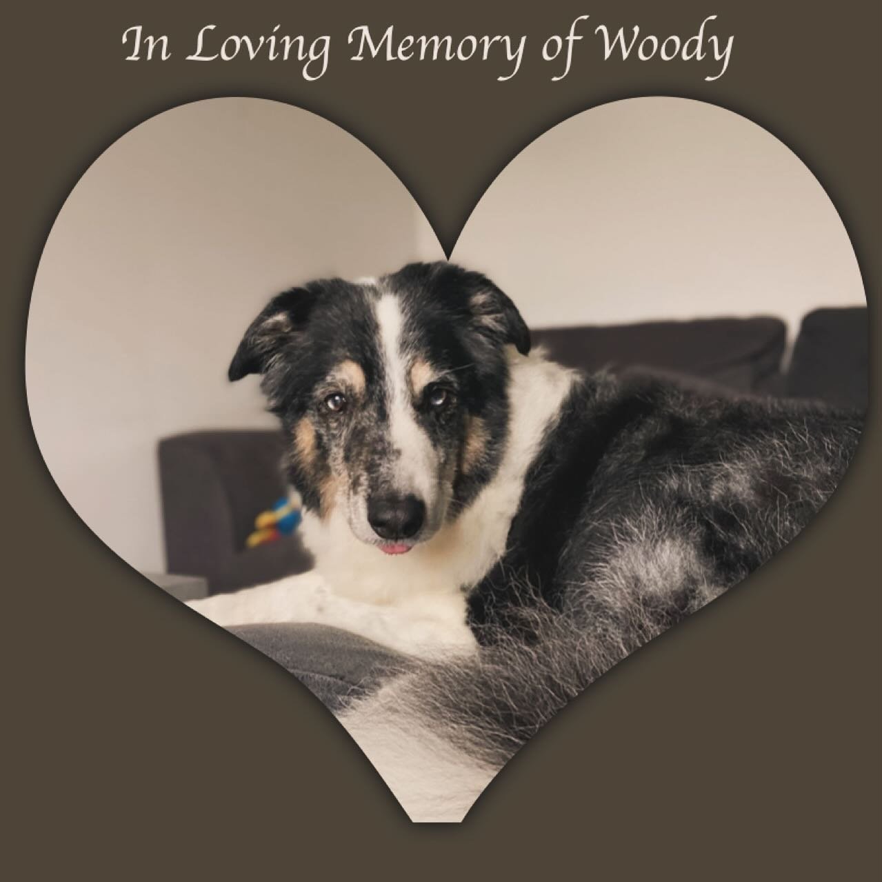Every dog that I get to know I of course become attached to, so when they depart it&rsquo;s always hard as I do miss them. Woody was my lovely neighbour&rsquo;s so I saw him often and he was always so happy to see me. He was one of a kind and will be