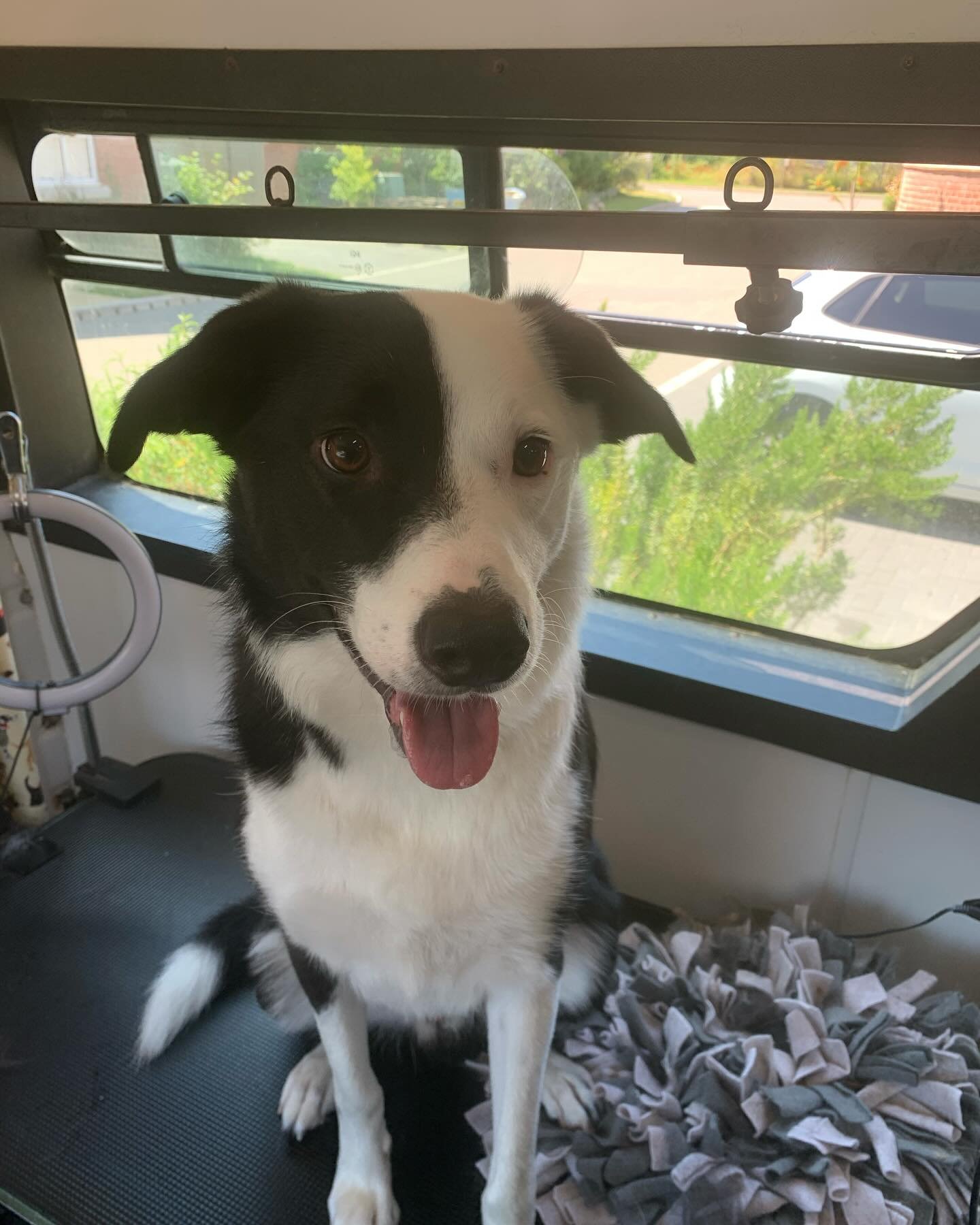 Handsome Norman 😍 #bordercollieofinstagram #holisticdoggrooming #fearfree #forcefree #restraintfreedoggrooming #chichesterdogs #chichesterbusiness