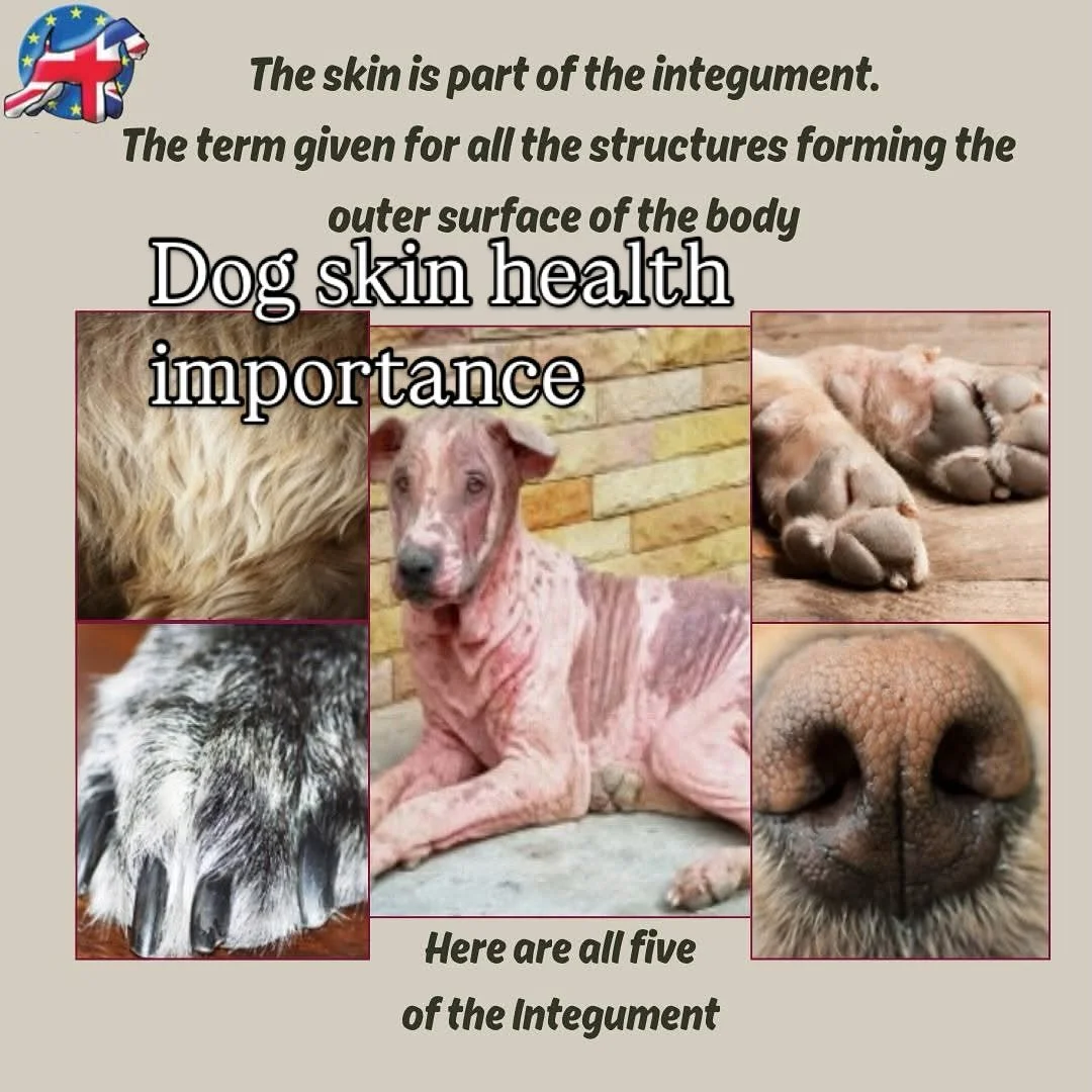 🐾 **Why Dog Skin Health Matters in Grooming** 🐾
As a dog groomer, understanding the skin is crucial, especially spotting any changes. Bathing is important to remove bacteria and dead skin, to reduce the risk of secondary infections, discomfort, and