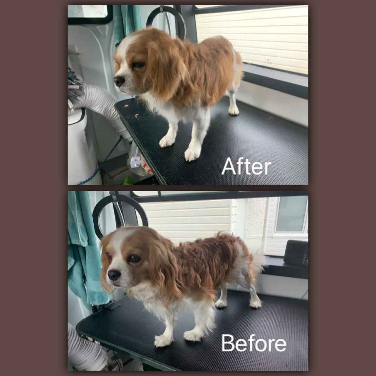 Cavapoo Tommy has a tidy and de-shed, to keep his coat beautifully natural🐕💙. He doesn&rsquo;t appear to have any poodle in him!  #cavapoo #cavapoogram #holisticdog #holisticdoggrooming #fearfreegrooming #fearlessfurdoggrooming #chichesterbusiness 