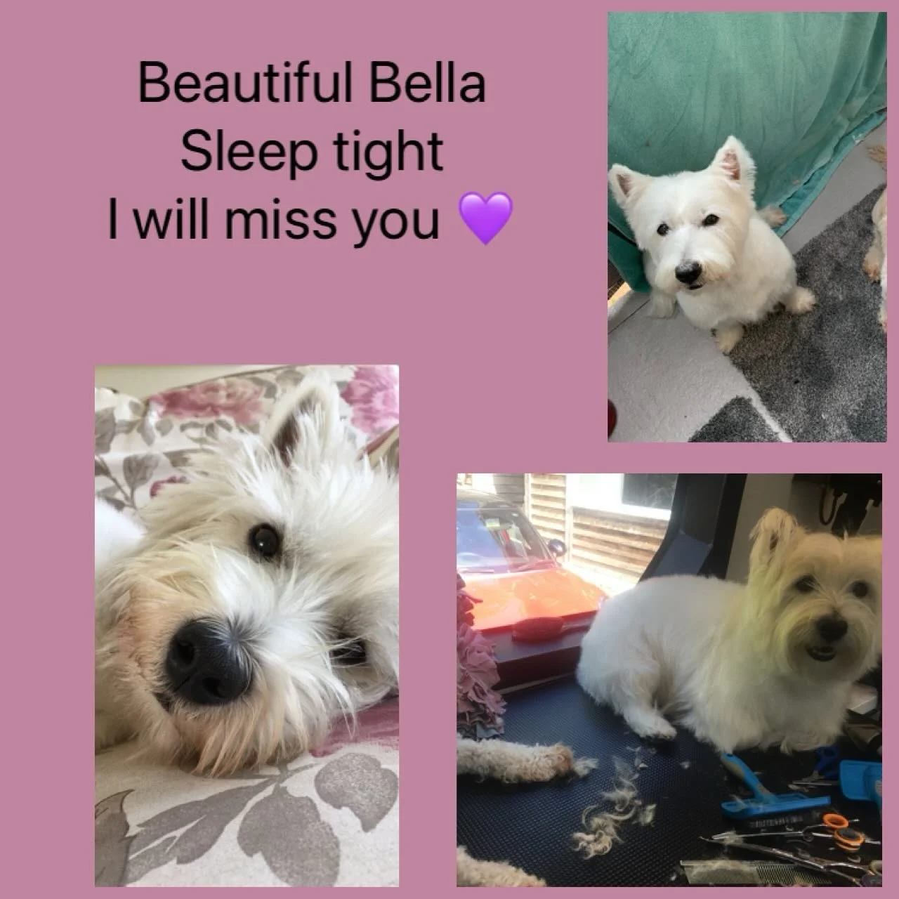 I&rsquo;m really sad to learn that little Bella has passed. She was a beautiful soul &amp; I will miss her 😢💜
