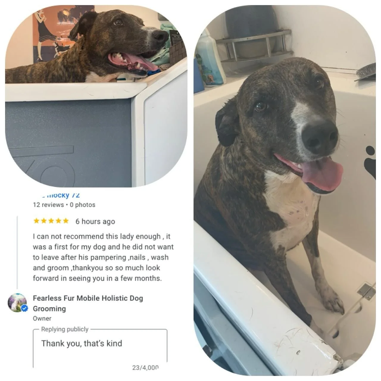 Rescue Otis is very handsome and VERY big! He loved his pamper and Dad was happy too,  he left a great review 👍🐾 #happyclientshappyme #rescuedogsofinstagram #rescuedogsarethebestdogs #adoptdontshop❤️ #greyhoundcross #fearlessfurdoggrooming #themobi