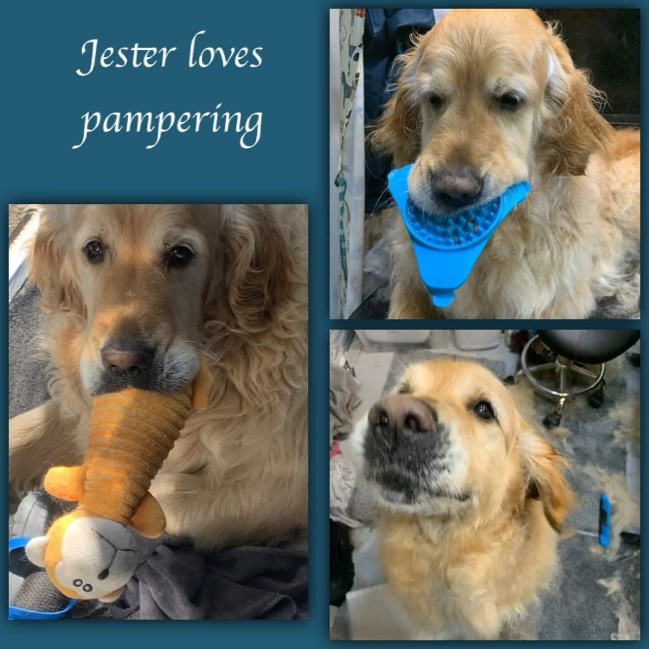 Jester loves his grooms, he&rsquo;s very cheeky and always makes me laugh ❤️ #goldenretrieveruk  #goldenretrieversrule #fearlessfurdoggrooming #fearless #holisticdoggrooming #mobiledoggrooming #fearfree #forcefreegrooming #themobileholisticdoggroomer