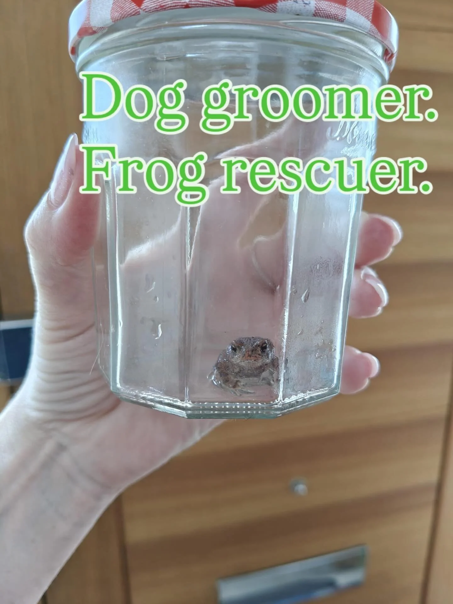 This cutie was wandering across my client&rsquo;s kitchen when I arrived! 🐸 He was nearly eaten by the dog so I bought him home and put him in my pond 🛟 #doggroomerlife #frogrescue #holisticdoggroomer