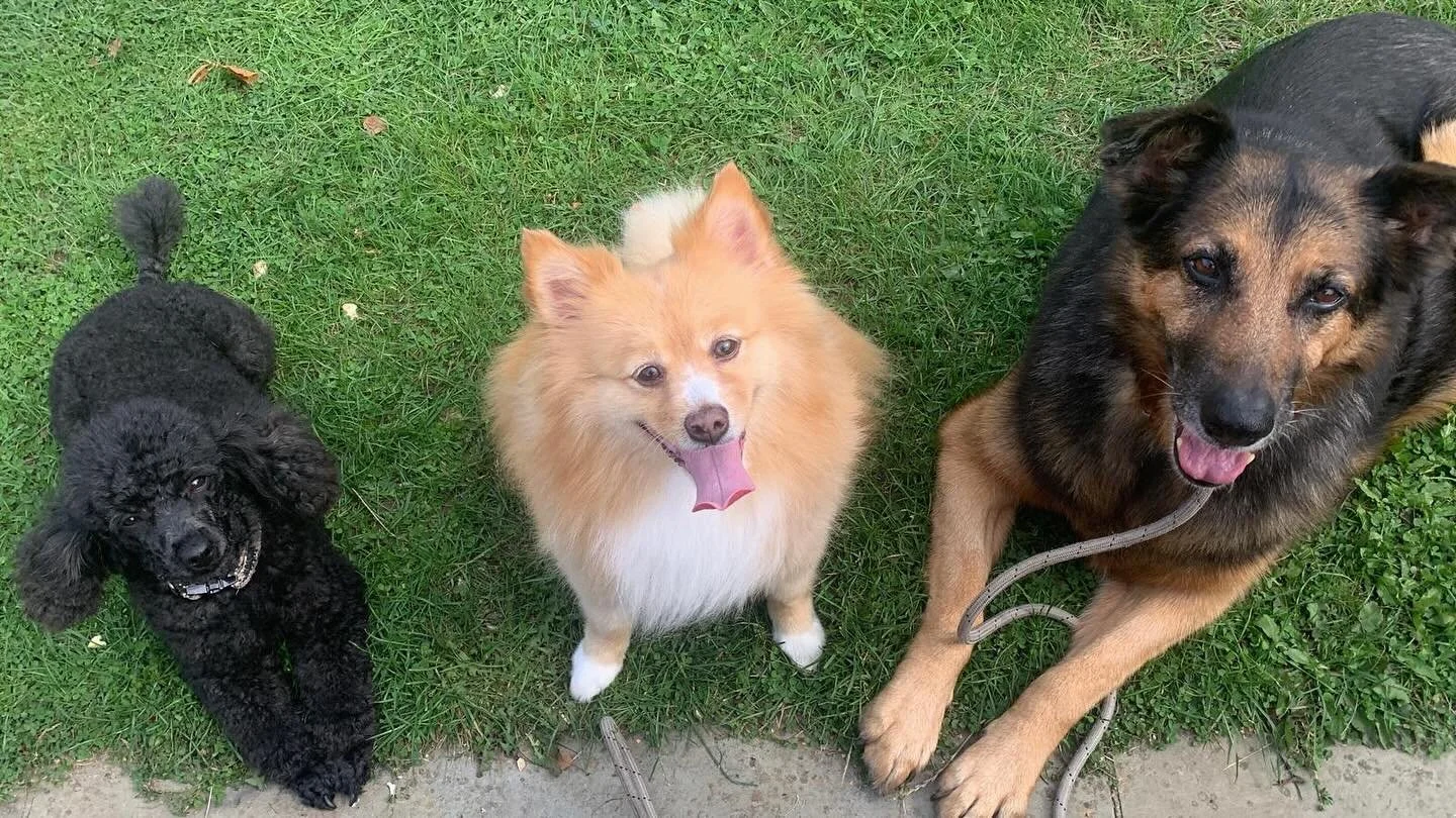 I am closed today &amp; tomorrow, as the bath is waiting for a new part to arrive. Extra walks &amp; cuddles for my pups! #doggroomerlife #groomersdogs #fearlessfurdoggrooming