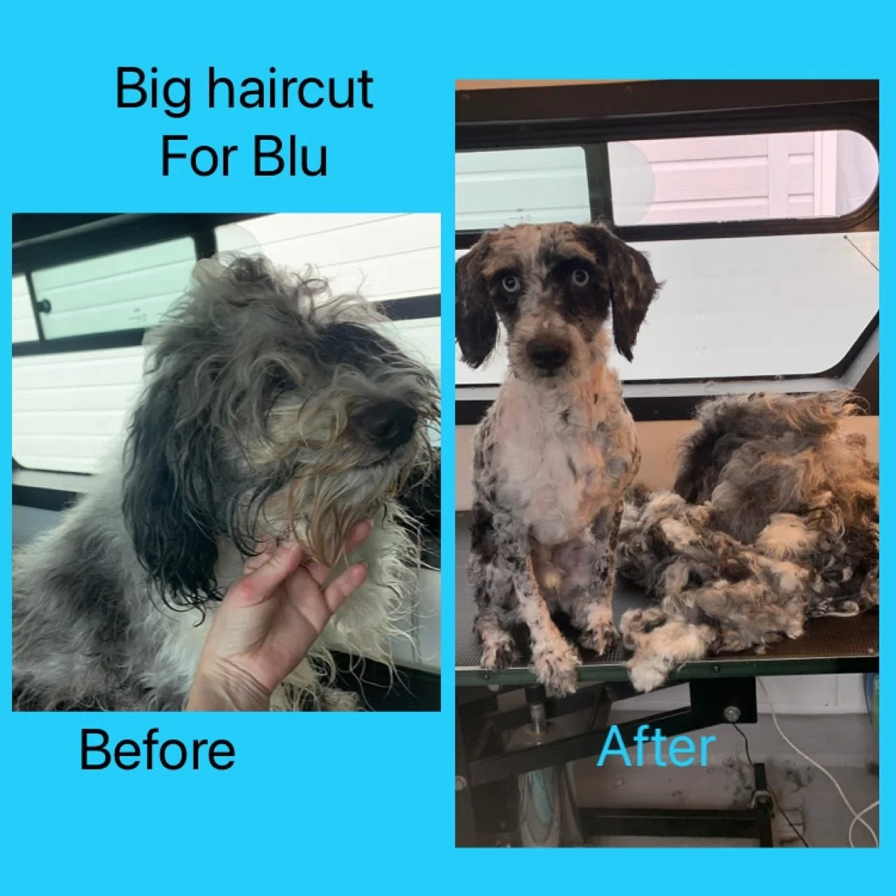 Beautiful Blu had a big haircut 💙 #cockapoooftheday #cockapoouk #cockerpoouk #restraintfreegrooming #forcefree #fearfreegrooming #fearfreecertifiedprofessional #fearlessfurdoggrooming #chichesterbusiness #chichester