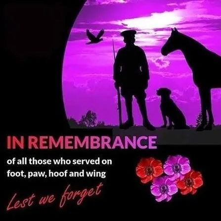 Remembering all the animals who gave their lives too 💜 #purplepoppy #lestweforget🌹🇬🇧 #rememberencesunday #remembertheanimals #voiceforthevoiceless