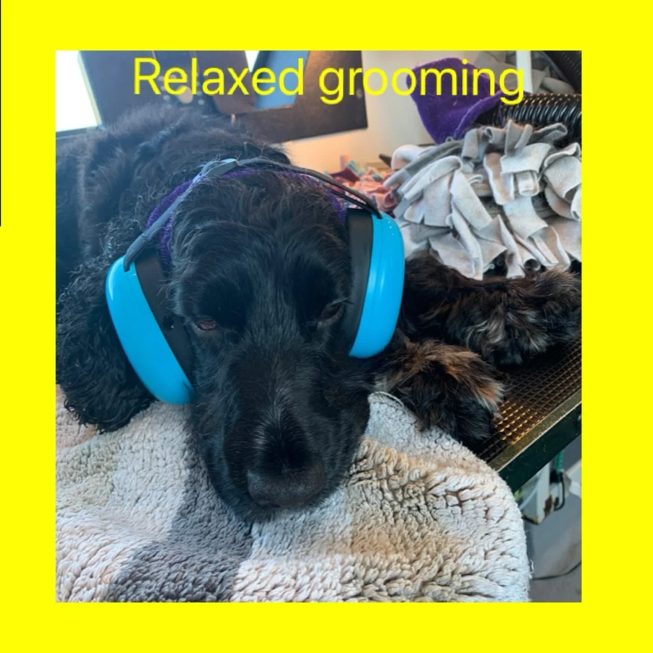 Molly is feeling sleepy after her bath and dry ❤️#fearlessfurdoggrooming #cockerspanielmoments #cockerspanieluk #relaxedgrooming #holisticdoggrooming #forcefreegrooming #fearfreegrooming #restraintfreedoggrooming #themobileholisticdoggroomer