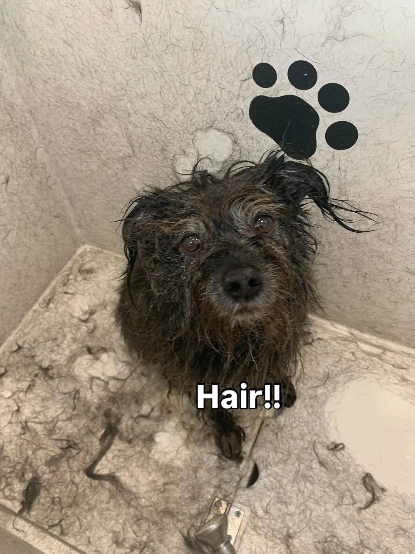 Where&rsquo;s my white bath gone?! Look how much hair is coming out of Peppa 🙊Using a different nozzle on the dryer helps loosen the undercoat when the dog is wet, making removal easier #deshedding #doublecoat #doghair #holisticdoggrooming #fearless