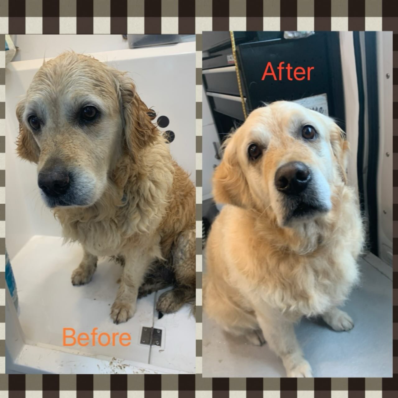 Beautiful Willow 🥰 There is so much mud round, every dog is covered at the moment! #goldenretrieversofinstagram  #goldenretrieveruk #mud #muddydogs  #dogbathtime  #dogspa #holisticdoggrooming #fearlessfurdoggrooming #chichesterdogs