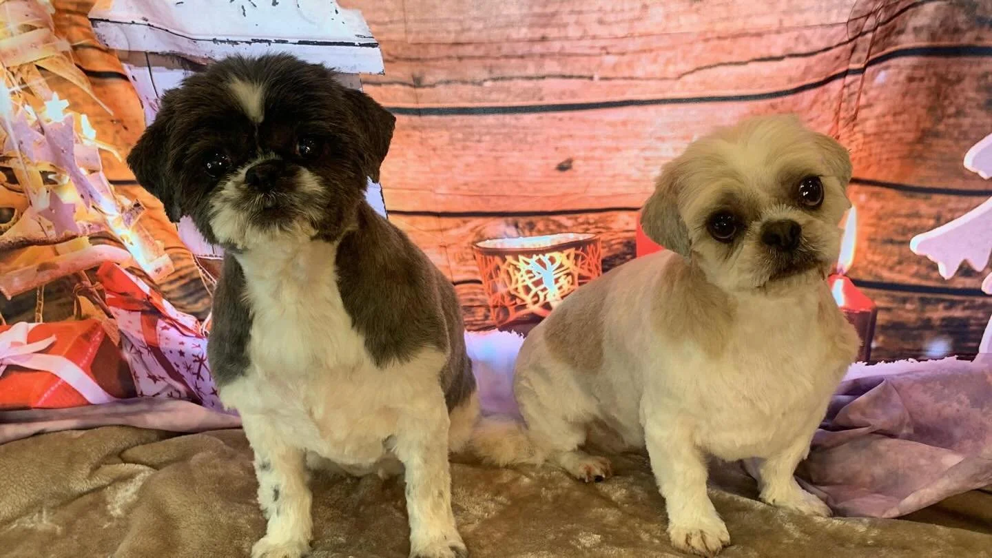 Time for a Christmas photo! 🎄🐶🎅 #shihtzusofig #christmasdogs #holisticdoggrooming #fearlessfurdoggrooming