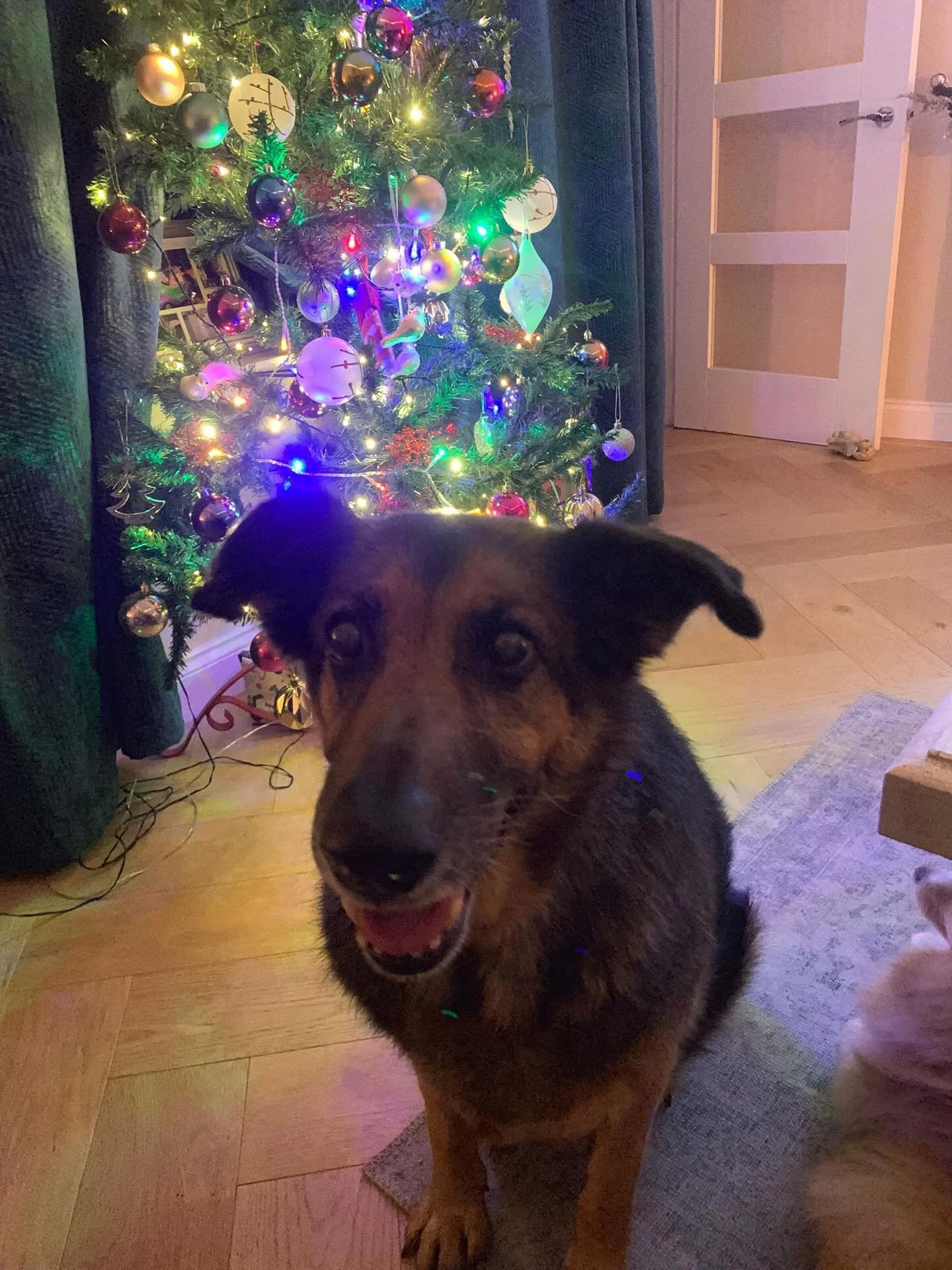 Merry Christmas to you all! 🎄Thank you for trusting me with your amazing pups 🥰 Have a wonderful Christmas &amp; New Year 🐾❤️ #christmasdog