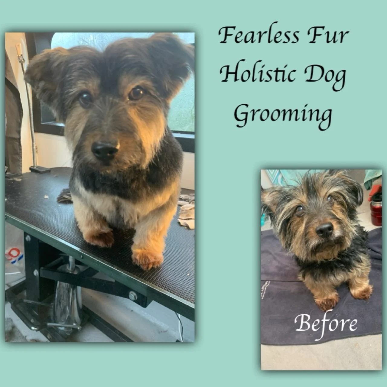 💜A note on &ldquo;mindful&rdquo; grooming and ethics 🤍
Grooming is more than a polished finish &mdash; it&rsquo;s an intense, hands-on experience for the dog. True mindfulness and ethics in grooming are about how the dog feels, not just how they lo