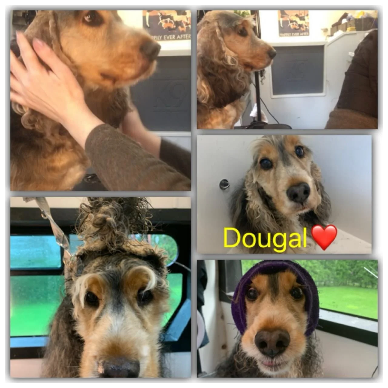 😢Devastated to learn that dear Dougal has passed away 💔It was an honour to have had over 5 years of monthly grooming, countless conversations (he was a great listener, as was his mum) and to have successfully gained his trust so that he enjoyed his
