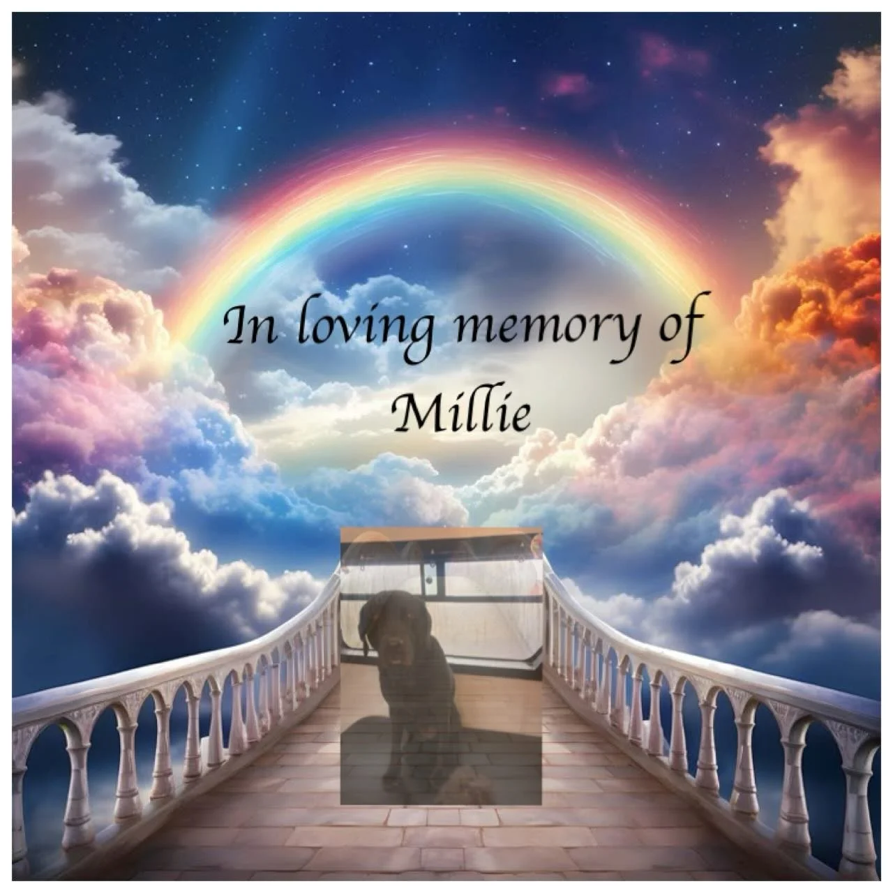 Very sad to learn that Millie has passed away. 💔One of the most gentle dogs I have had the pleasure of knowing, I will miss you 😢