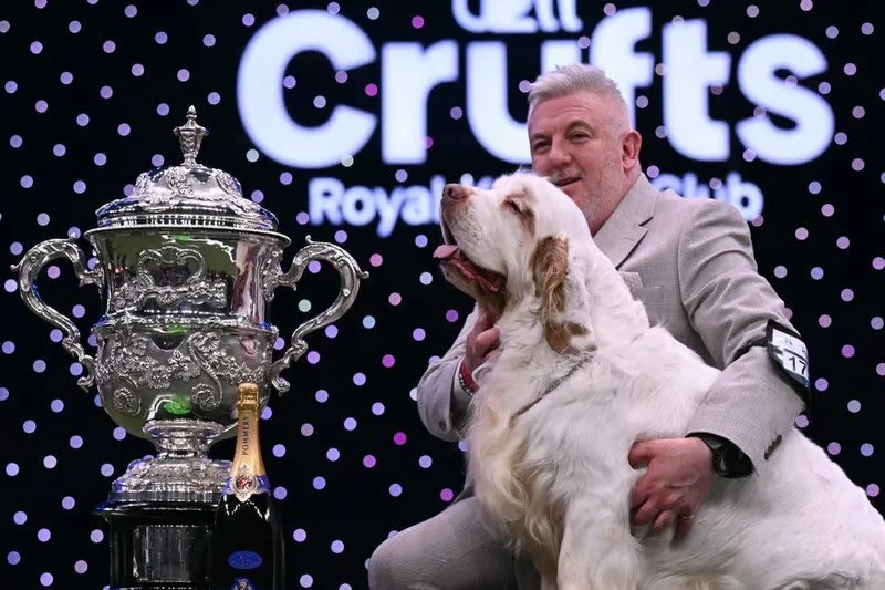 ‼️I don&rsquo;t watch @crufts Crufts &mdash; out of principle. The stories coming out of this year&rsquo;s show are hard to ignore‼️
The overall winner&rsquo;s handler has a past conviction for causing unnecessary suffering to a dog. We&rsquo;re told