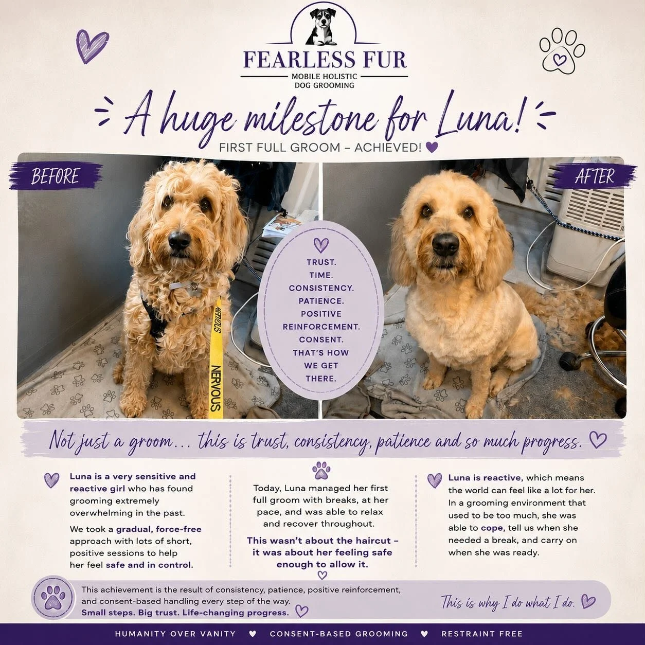🐾 💜A huge milestone for Luna 🐾
This beautiful girl has just completed her first full groom with me after multiple introductory and trust-building sessions 💛
Luna is a reactive and very sensitive dog who found grooming extremely overwhelming, so r