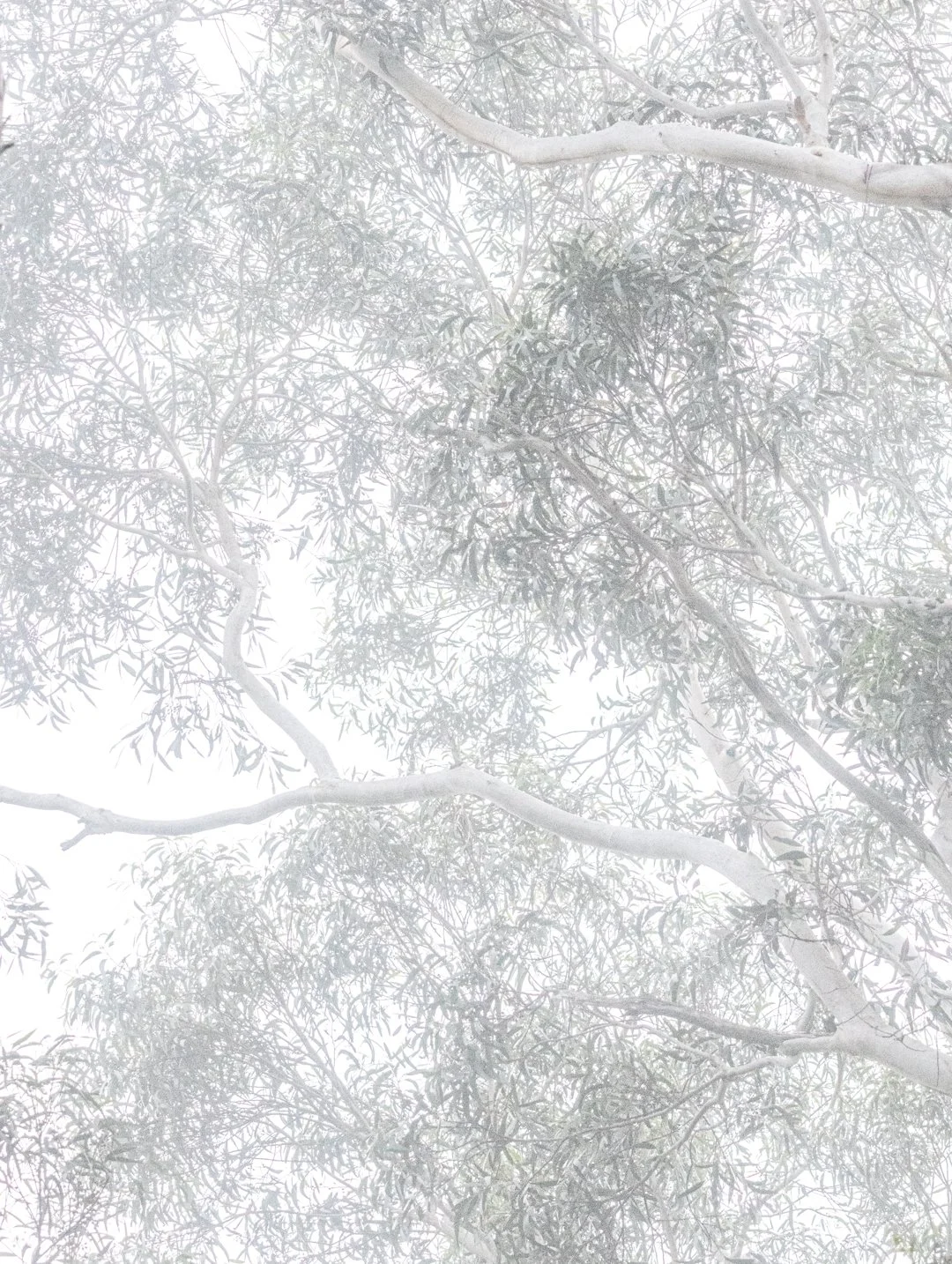 Misty mountain morning trees.jpg
