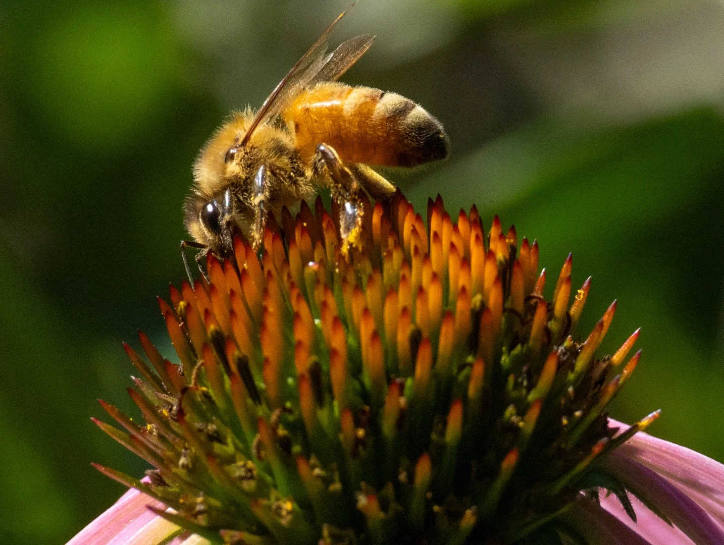 Bee CU.jpg