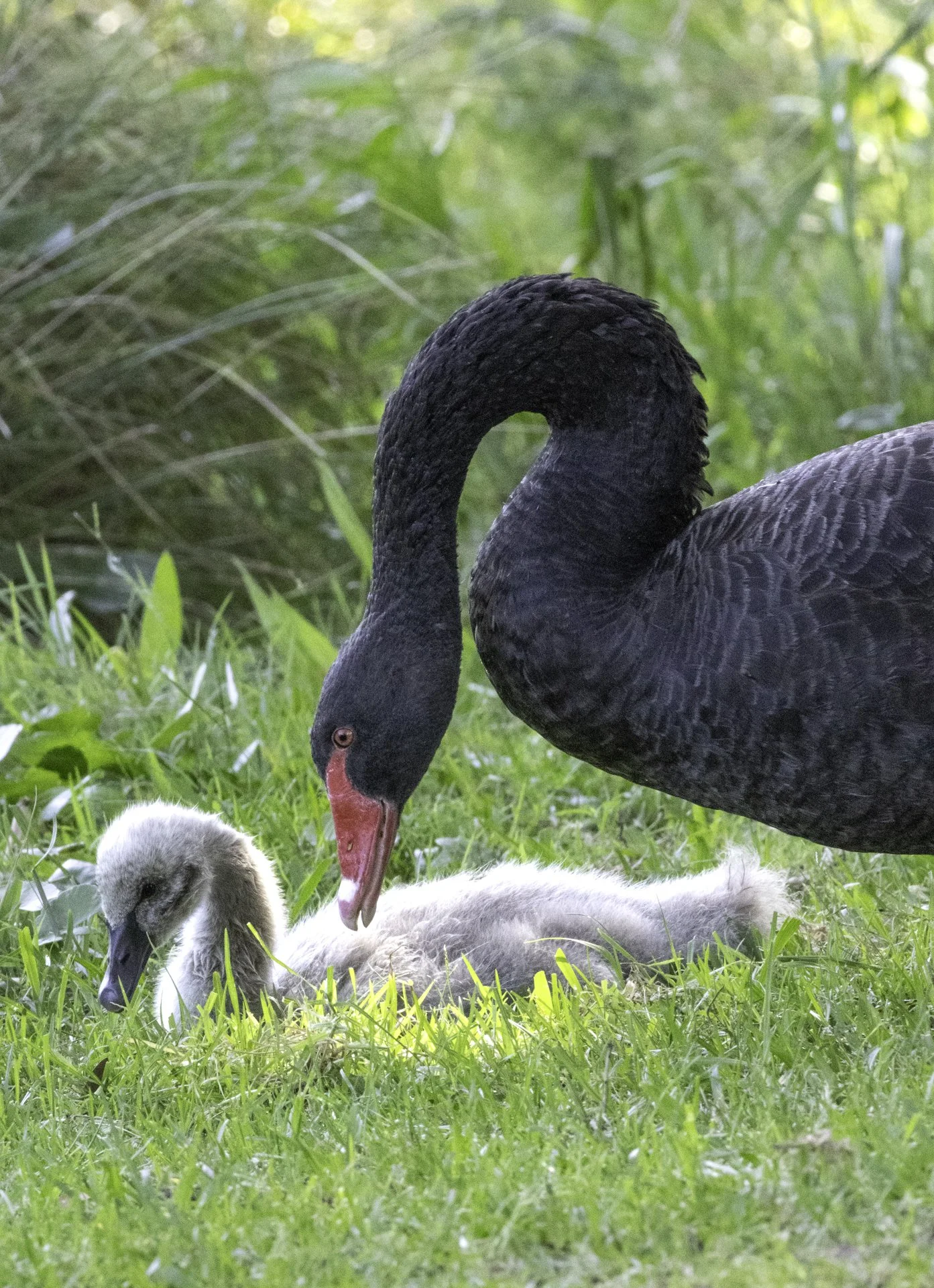 Black Swan and Chick.jpg