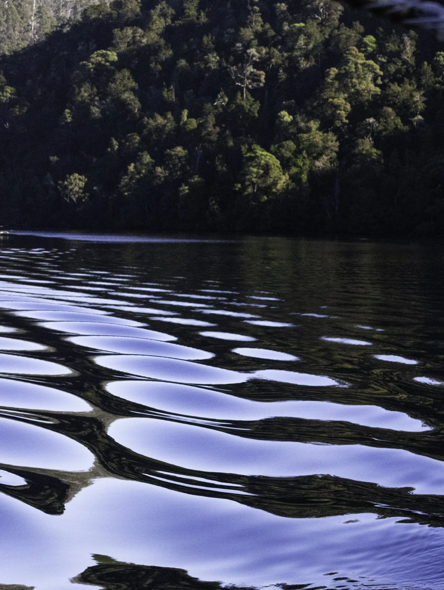 Pieman River 5.jpg