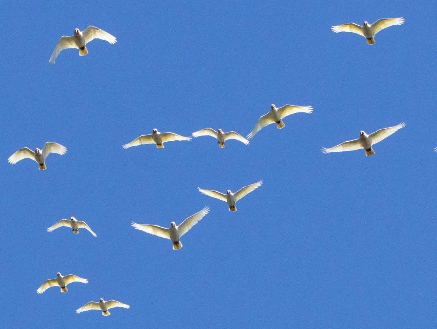Group Flight close up 1.jpg