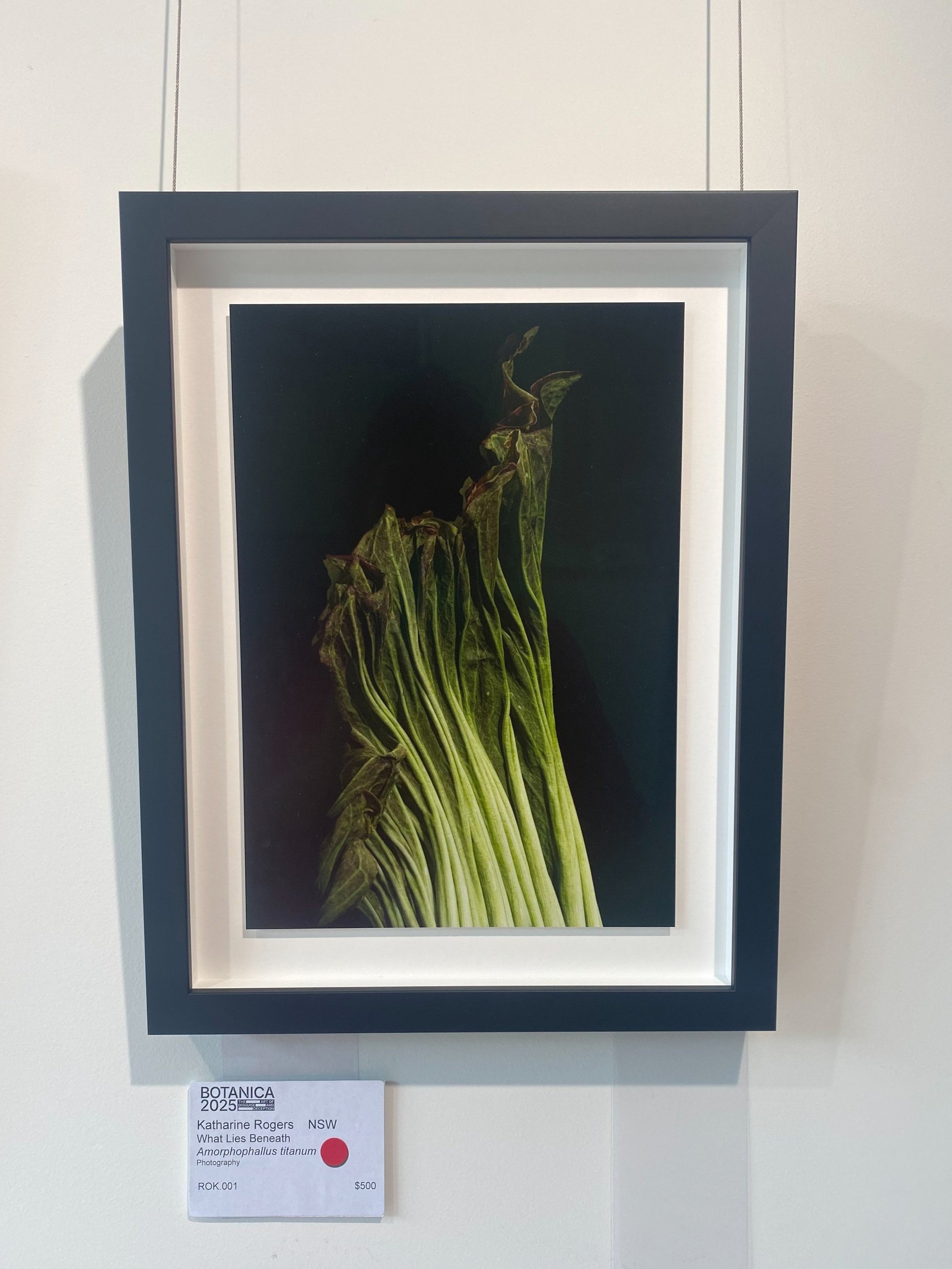 Corpse Flower Photograph by Katharine Rogers