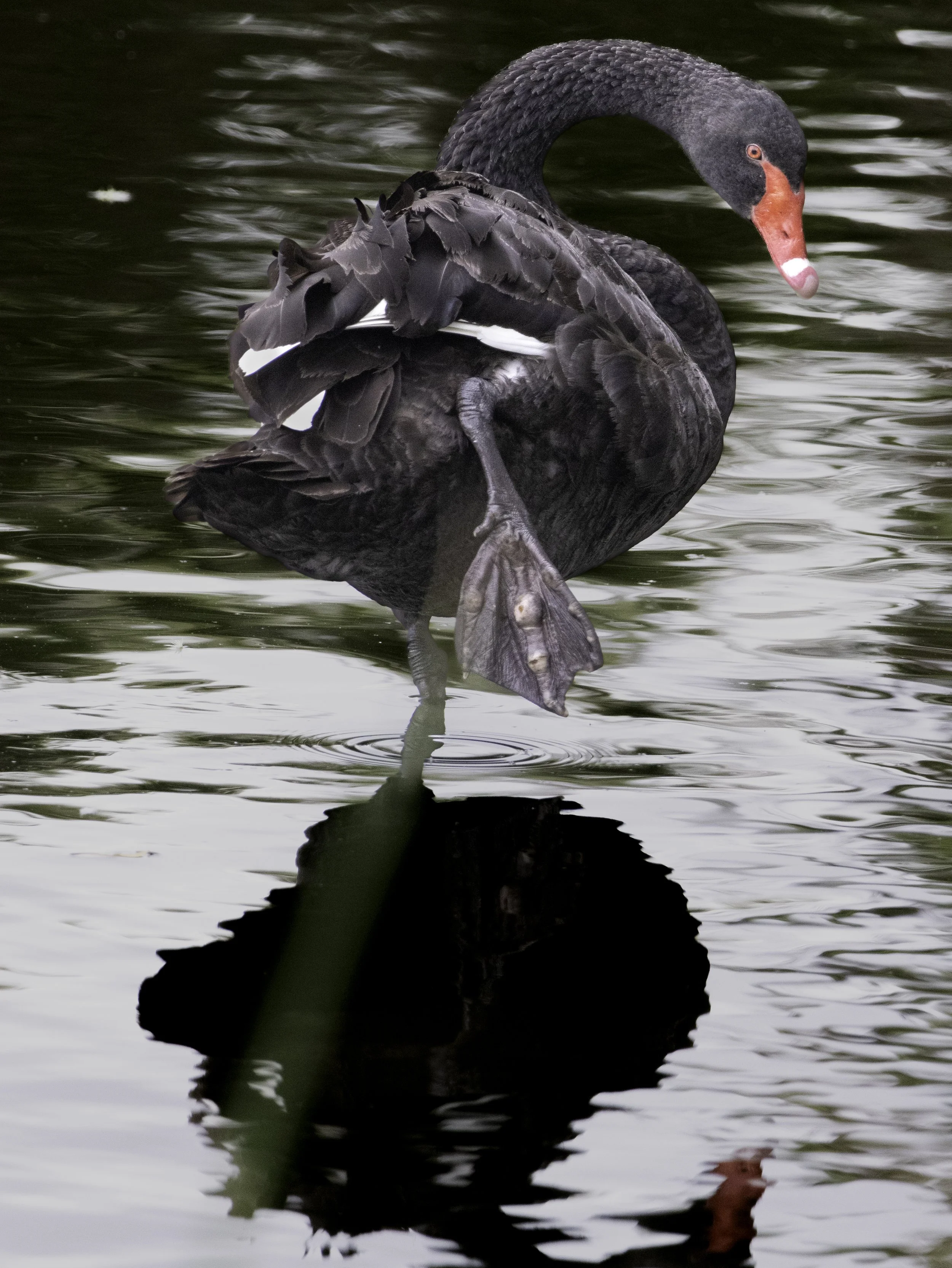 Black swan foot.jpg