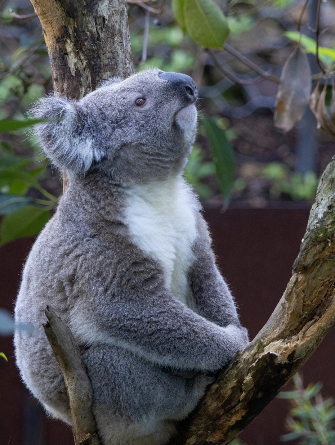 Thinking Koala.jpg