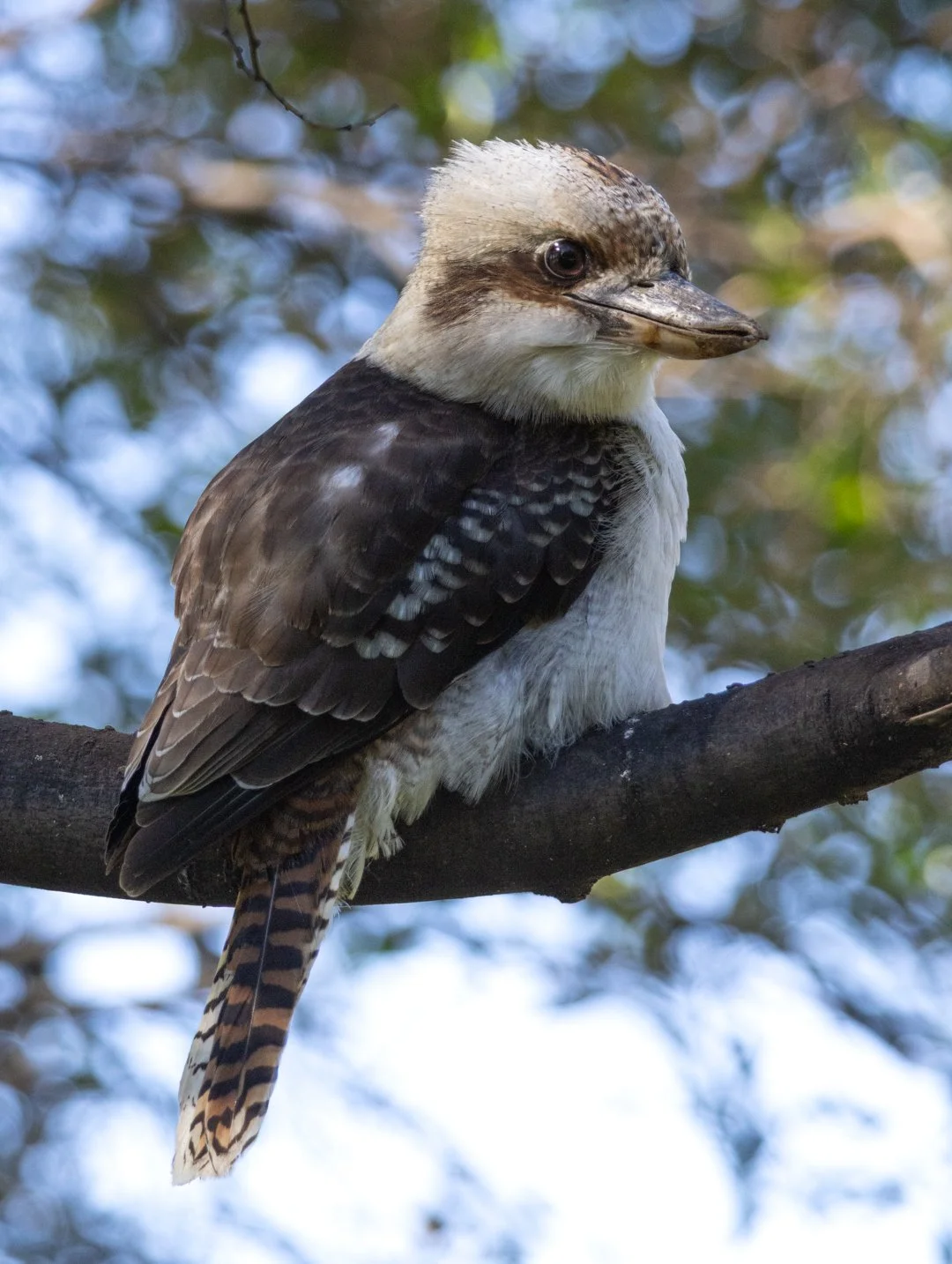 Kooka 2.jpg