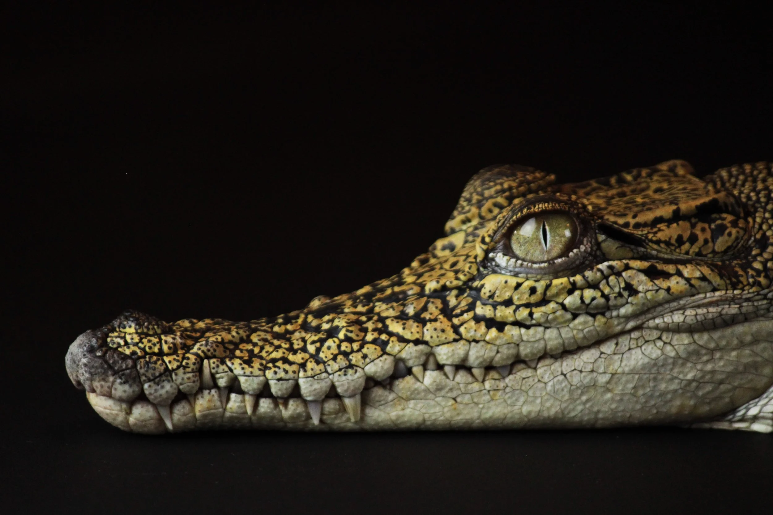 Crocodile_CU.jpg