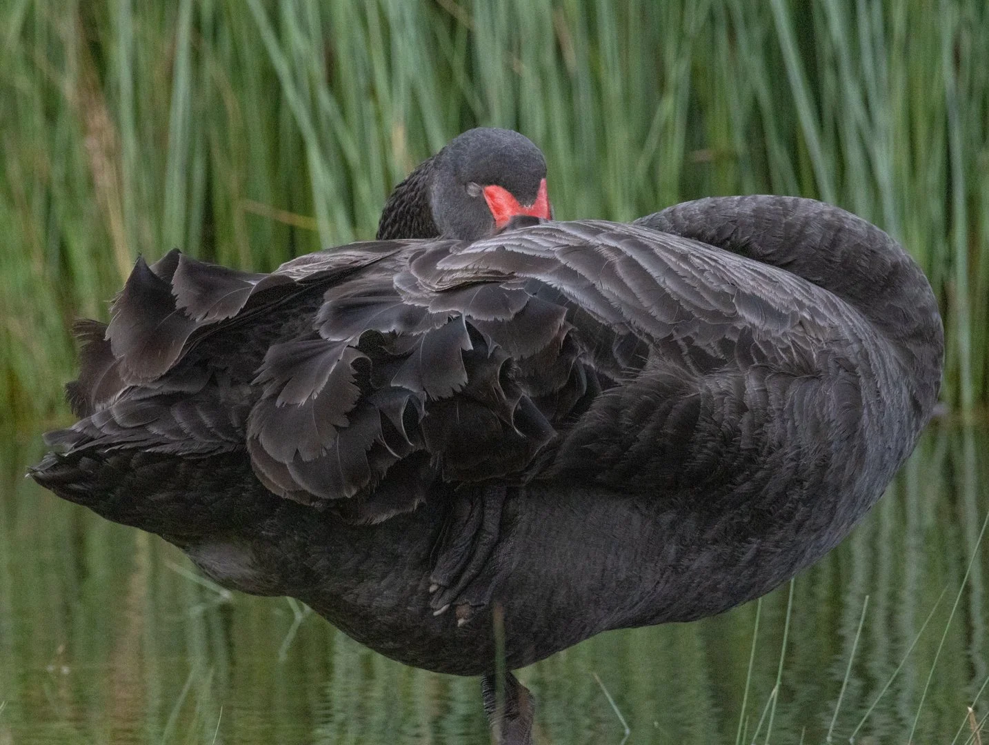 Black Swan 2.jpg