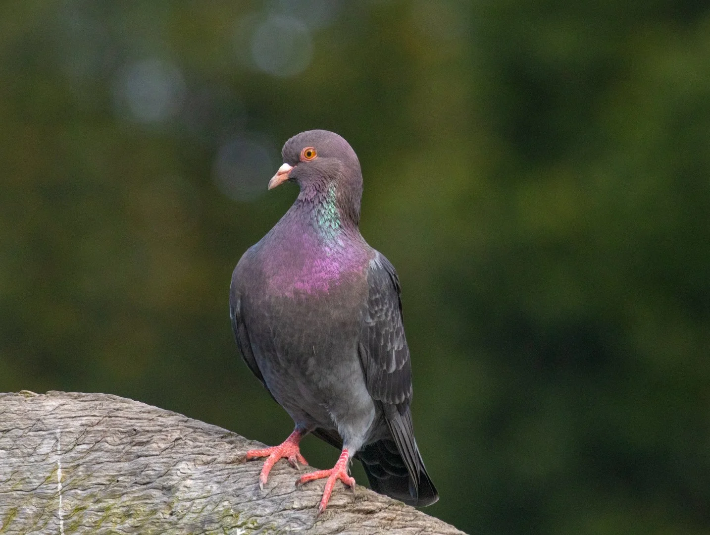 Pigeon_1.jpg