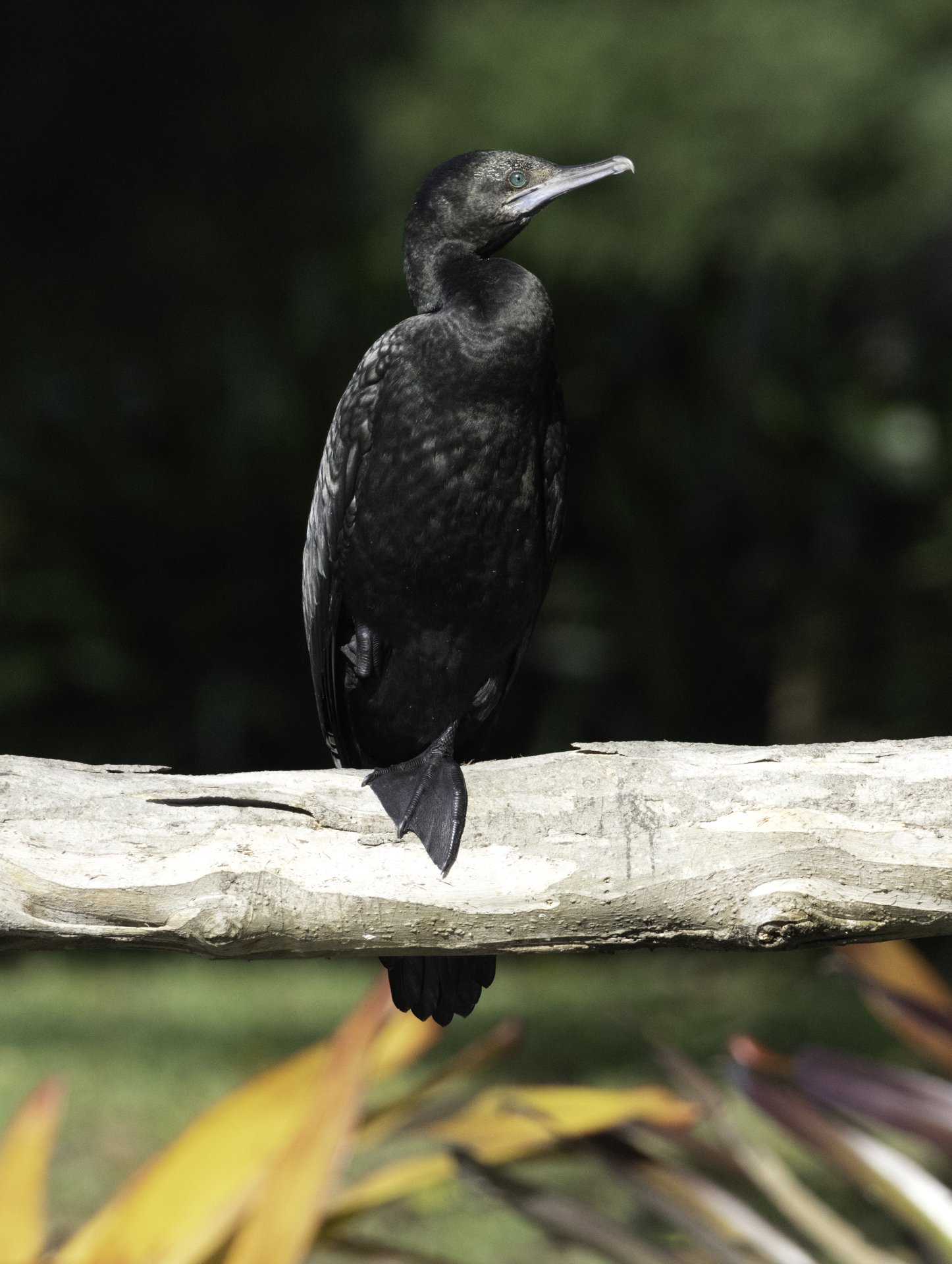 Coromrant branch.jpg