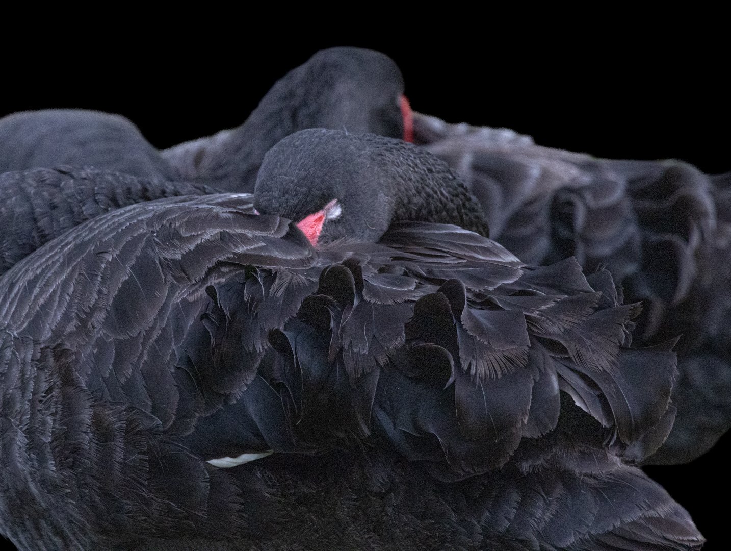 Black Swan 3.jpg