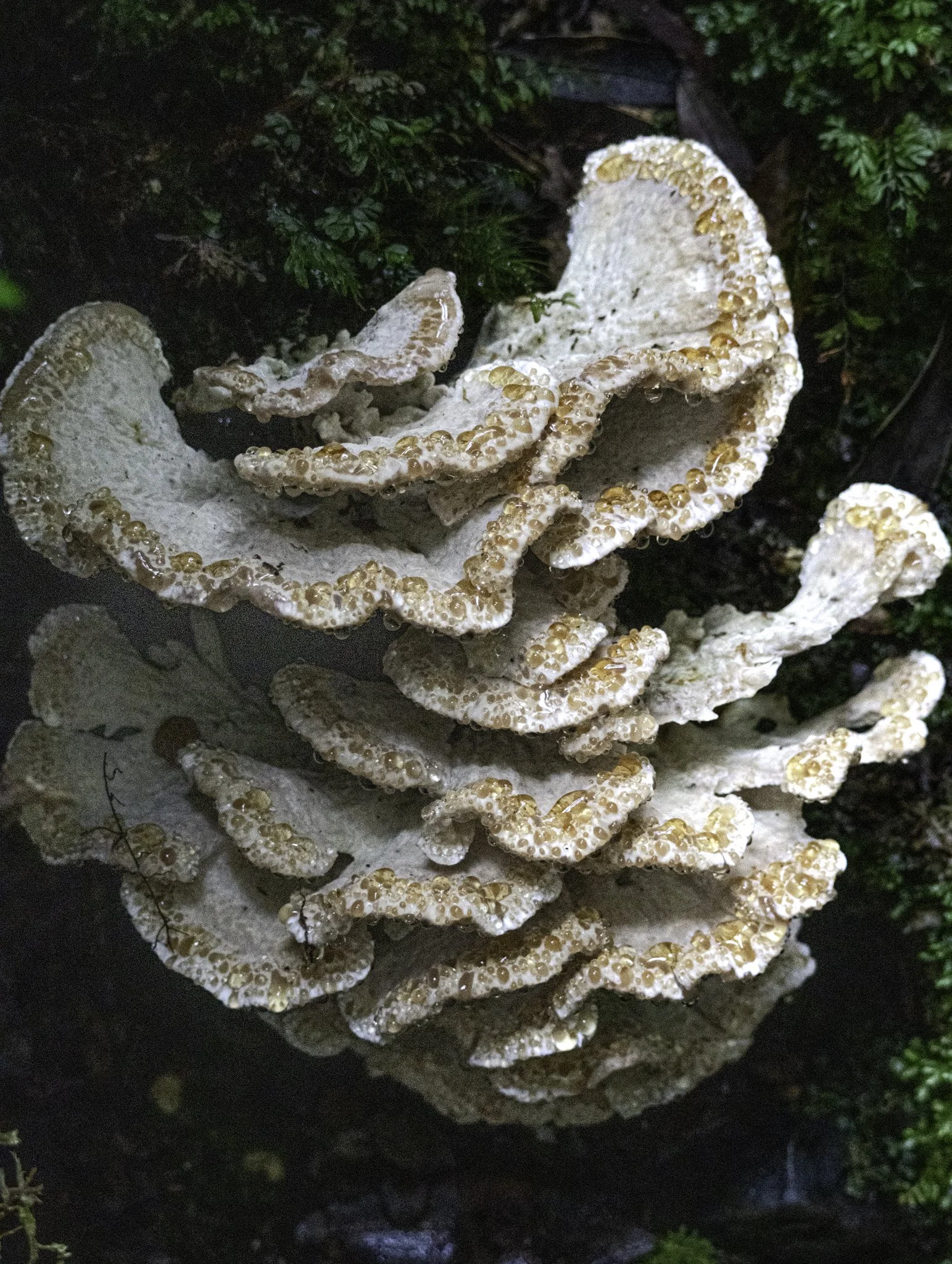 Fungi 1.jpg
