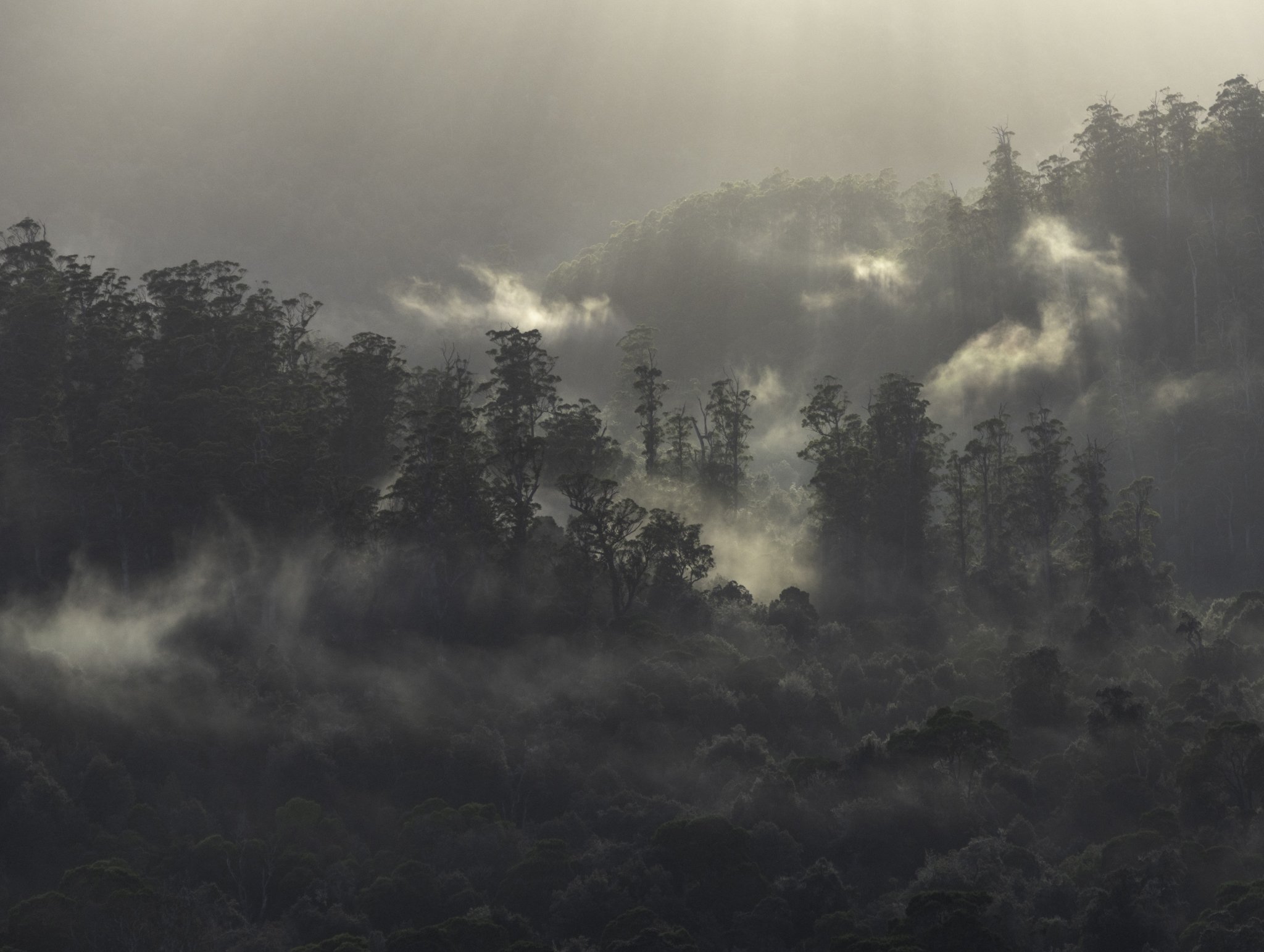 forest mist.jpg