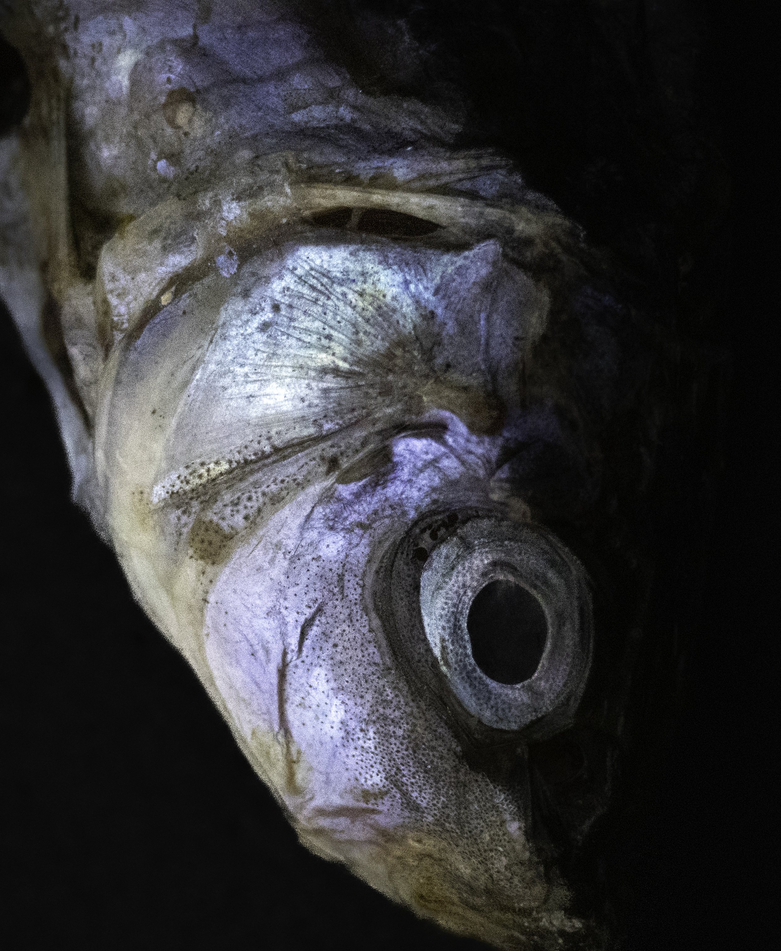 Luminioust fish.jpg