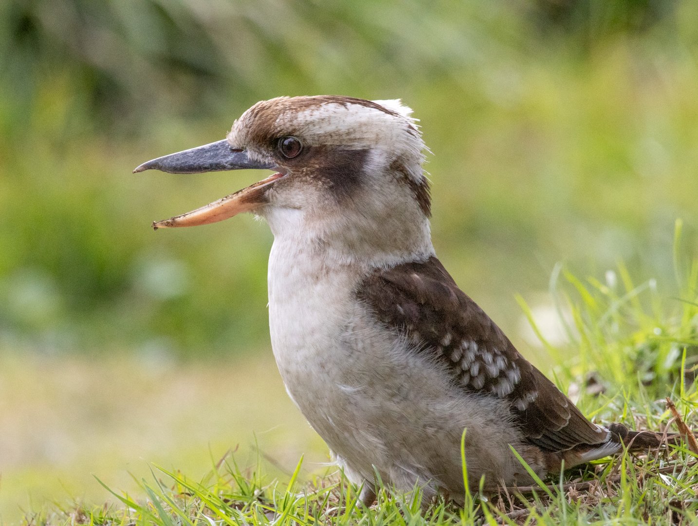 Kookaburra_3.jpg