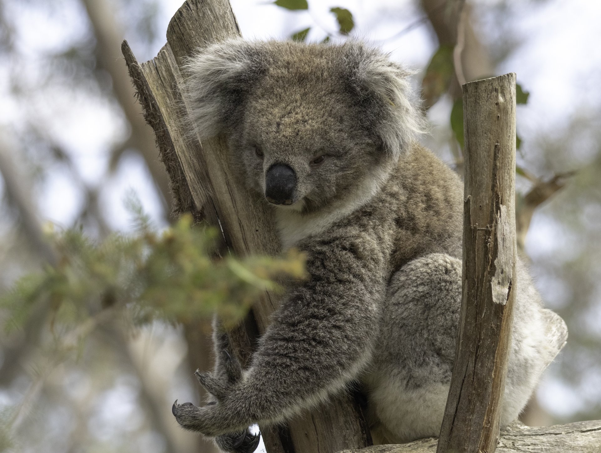 Koala at wild sanctuary_Katharine Rogers.jpg