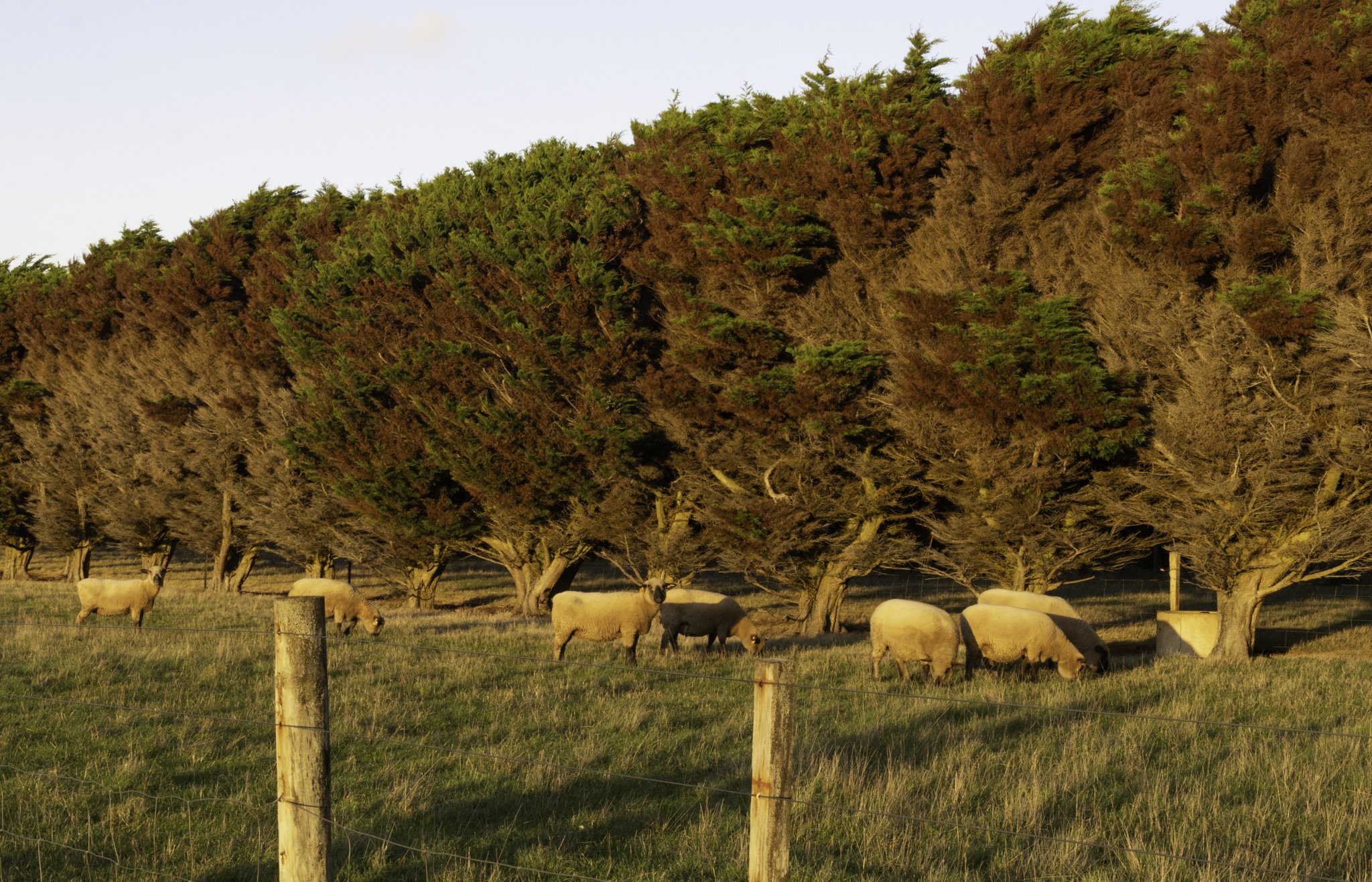 Sunrise sheep.jpg