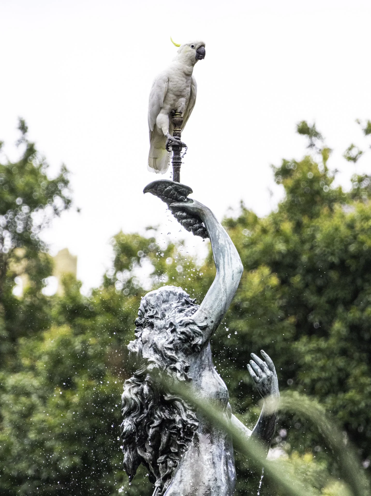 Cockatoo on fountain .jpg