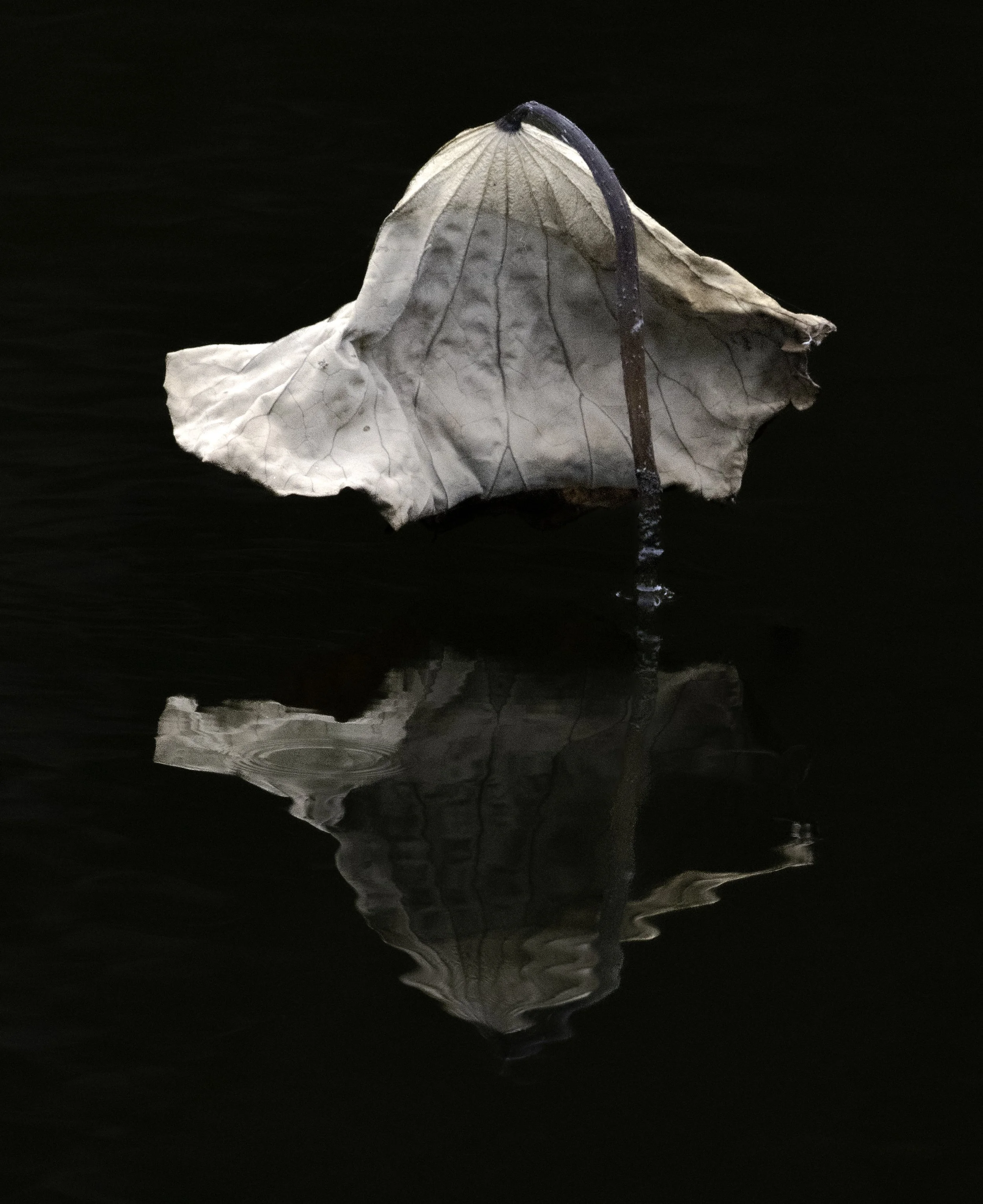 Plant reflection .jpg