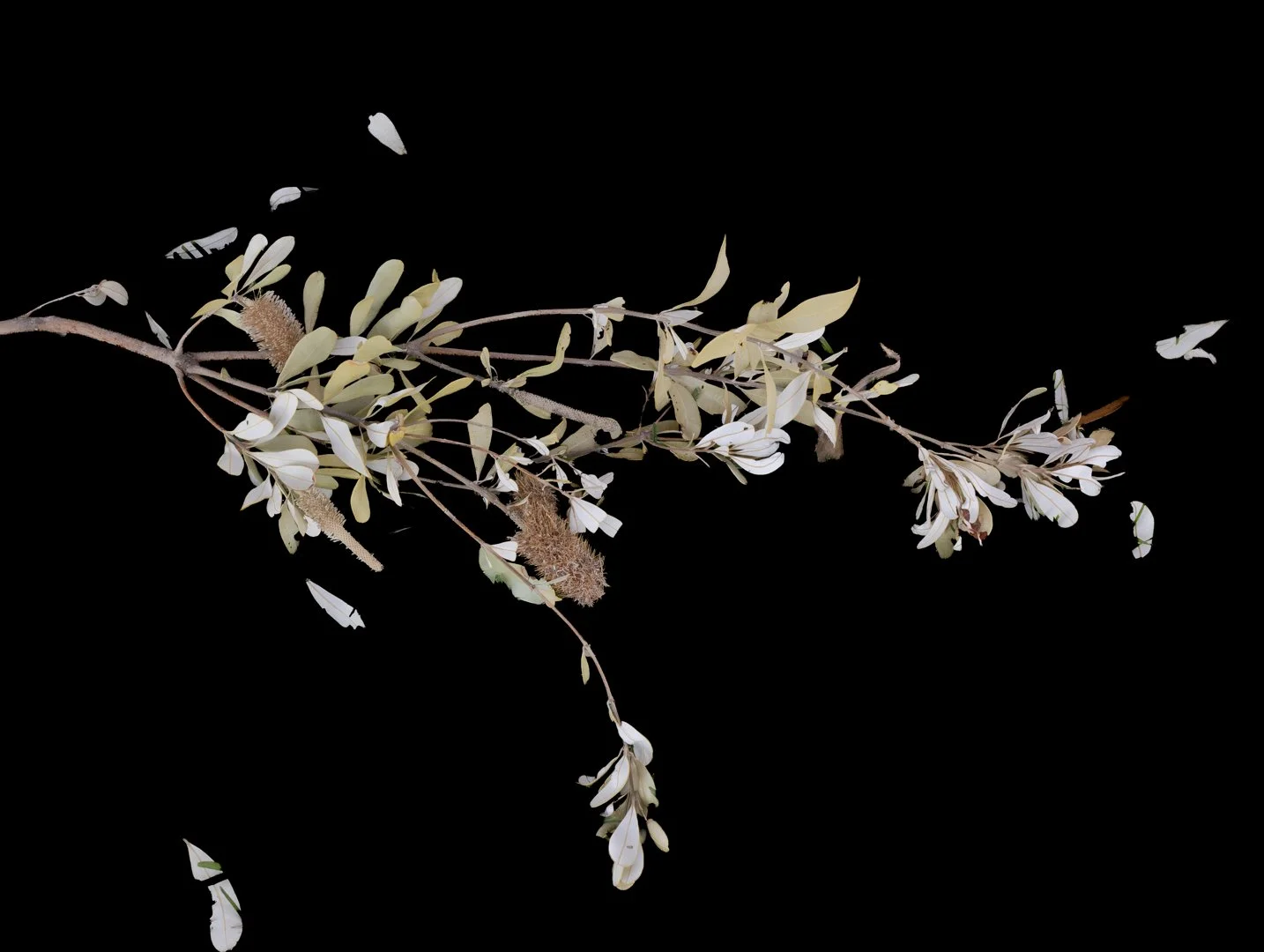 Banksia still life.jpg