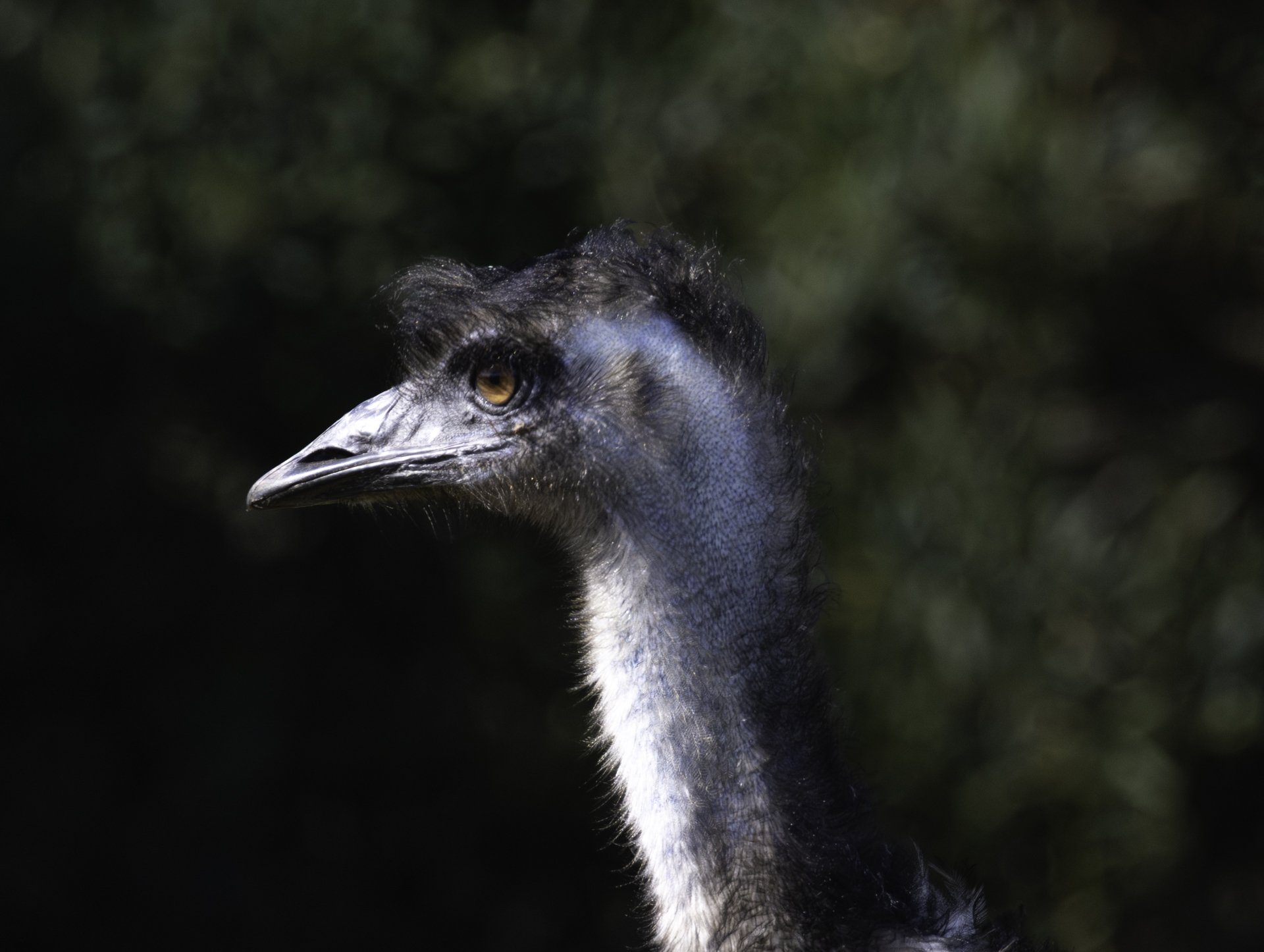 Emu_Katharine Rogers.jpg