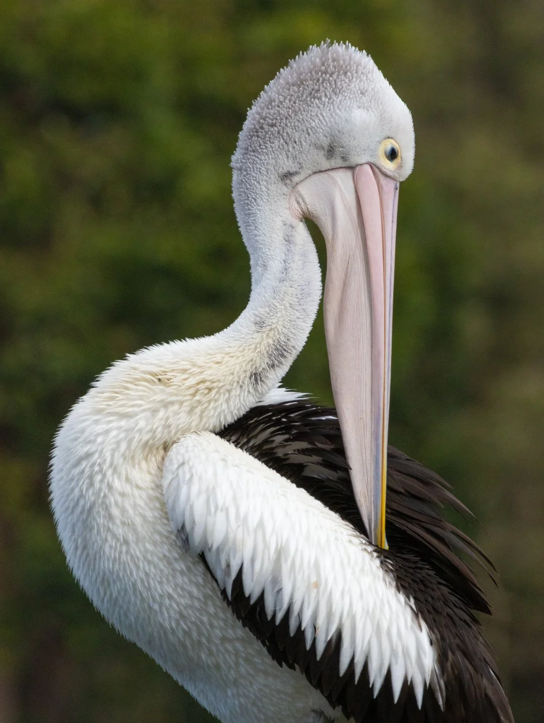 Pelican_2026_7_Katharine Rogers.jpg