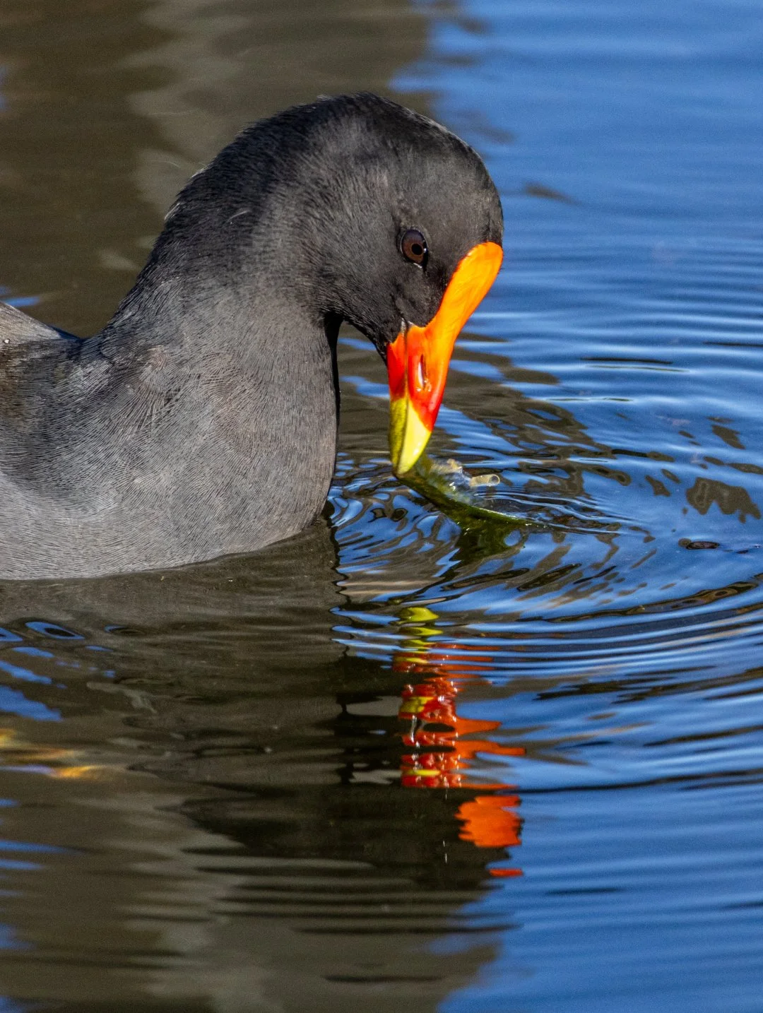 Coot with red beak.jpg