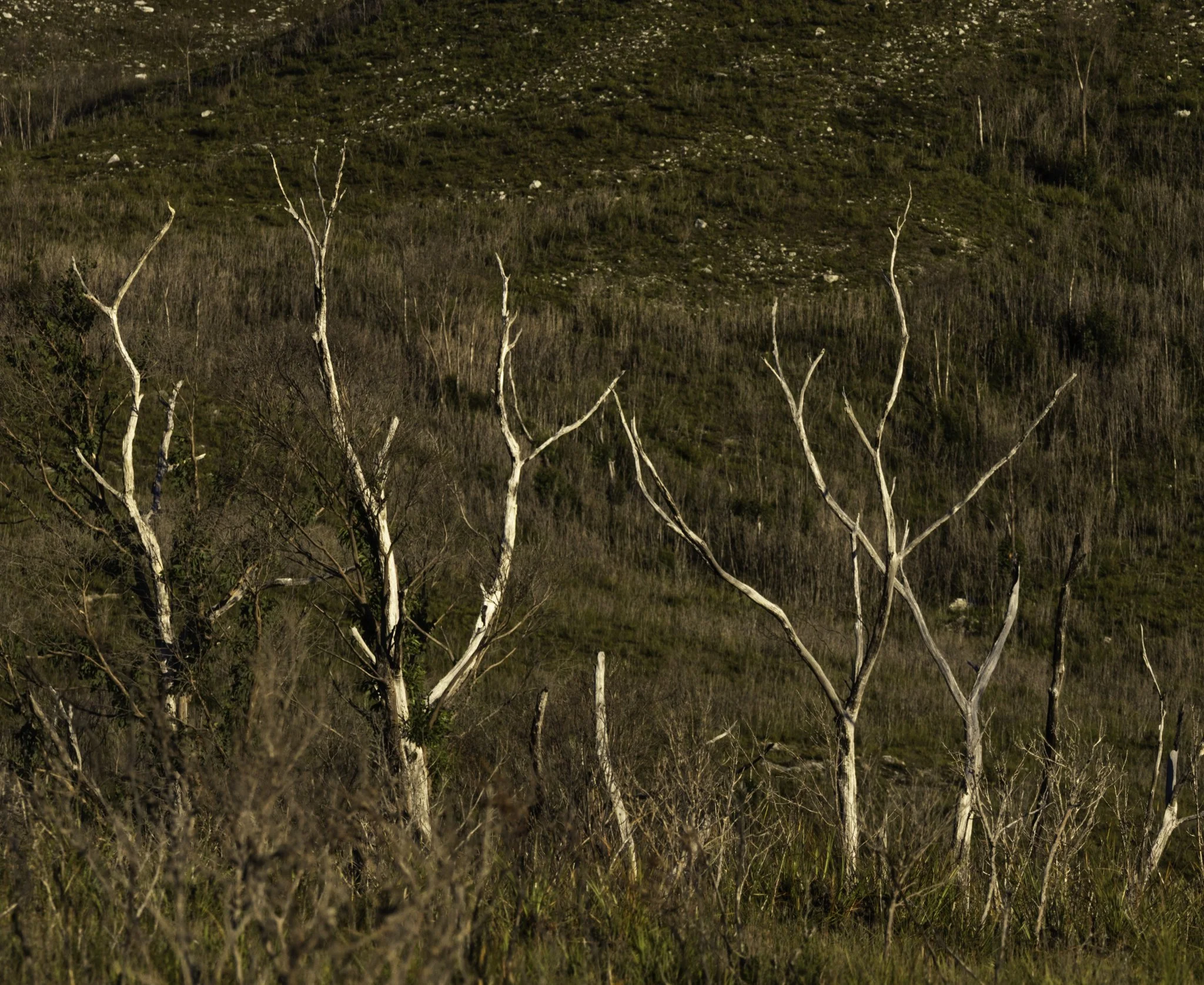 branches.jpg
